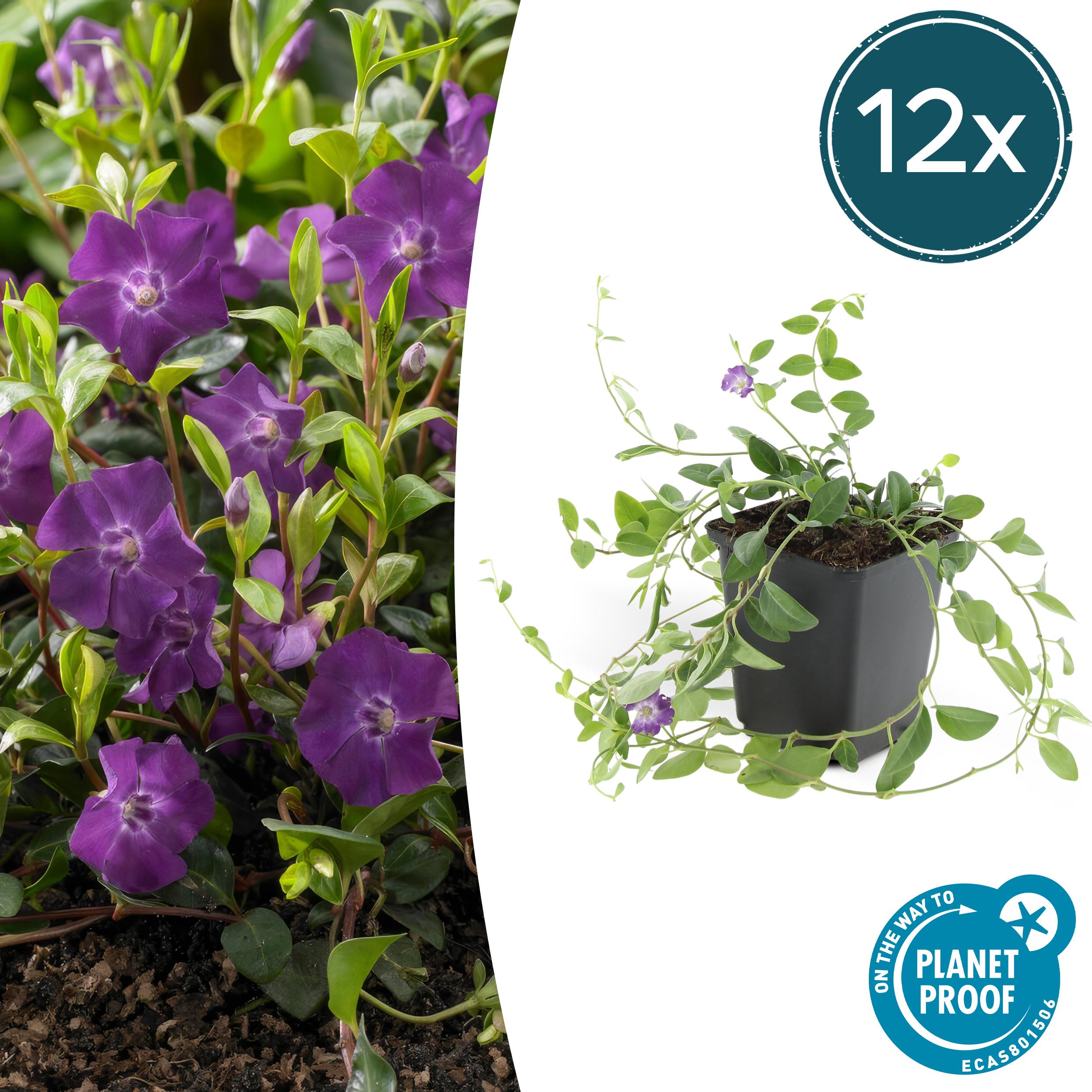 12x Vinca minor 'Atropurpurea', en pot Ø9cm  Hauteur 10cm. Plante verte type 12x Vinca minor 'Atropurpurea',, livrée en pot, idéale pour intérieur lumineux.