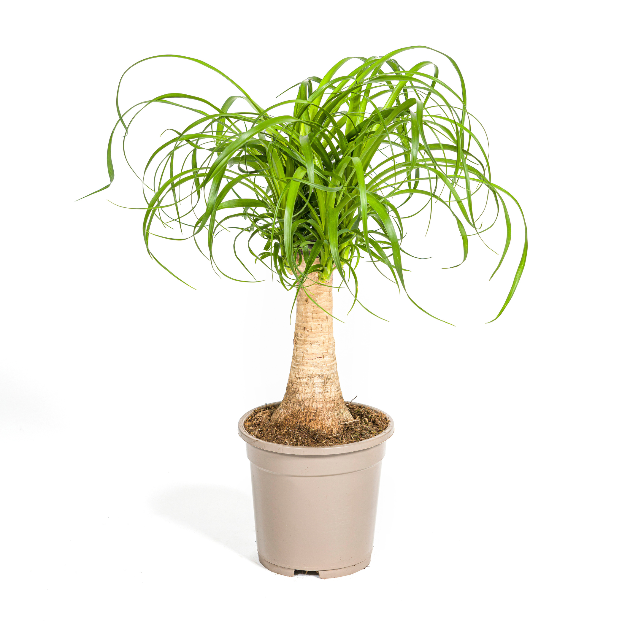 Beaucarnea Recurvata Stam Ø17cm en pot Ø17cm  Hauteur 40cm. Plante verte type Beaucarnea Recurvata Stam Ø17cm, livrée en pot, idéale pour intérieur lumineux.