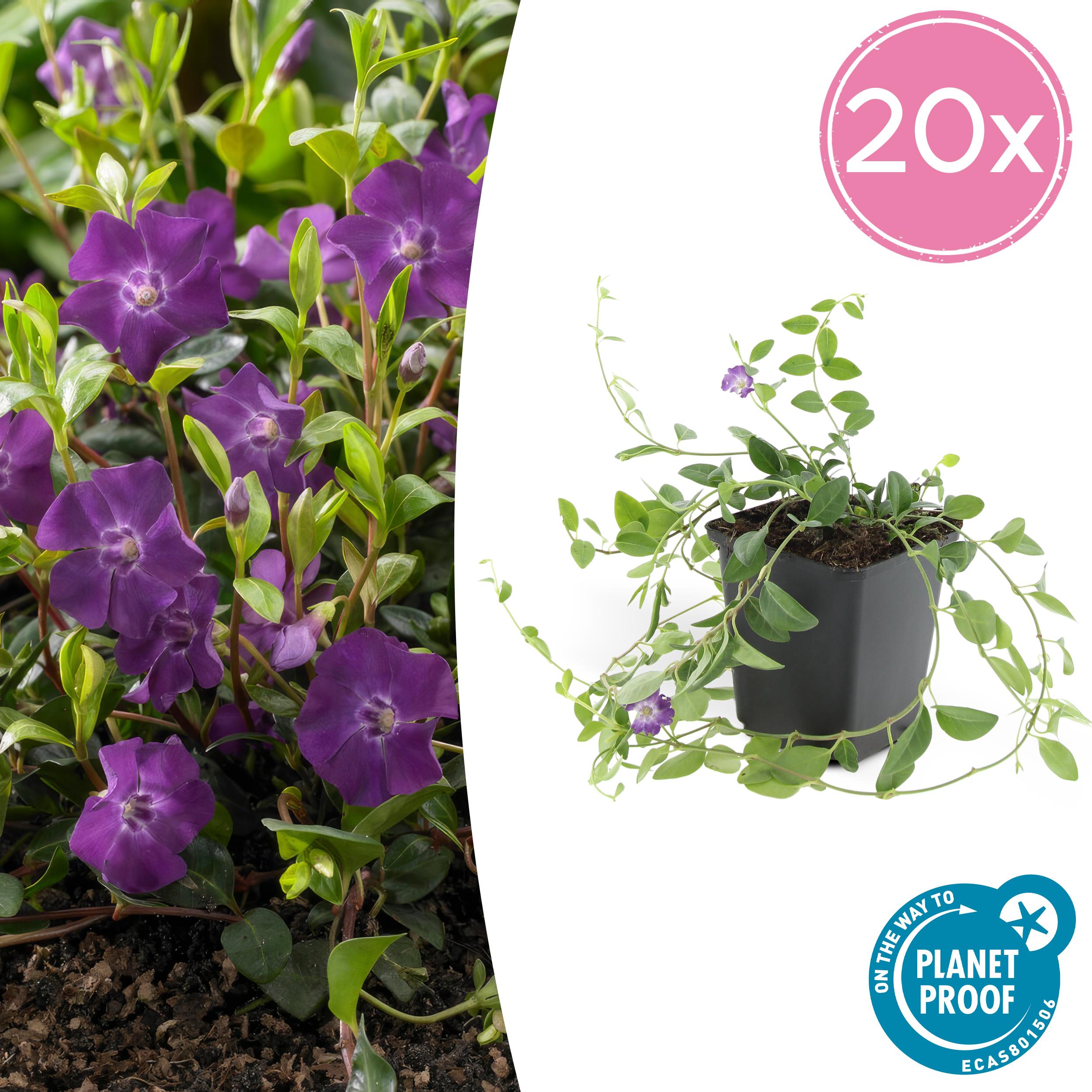 20x Vinca minor 'Atropurpurea', en pot Ø9cm  Hauteur 10cm. Plante verte type 20x Vinca minor 'Atropurpurea',, livrée en pot, idéale pour intérieur lumineux.