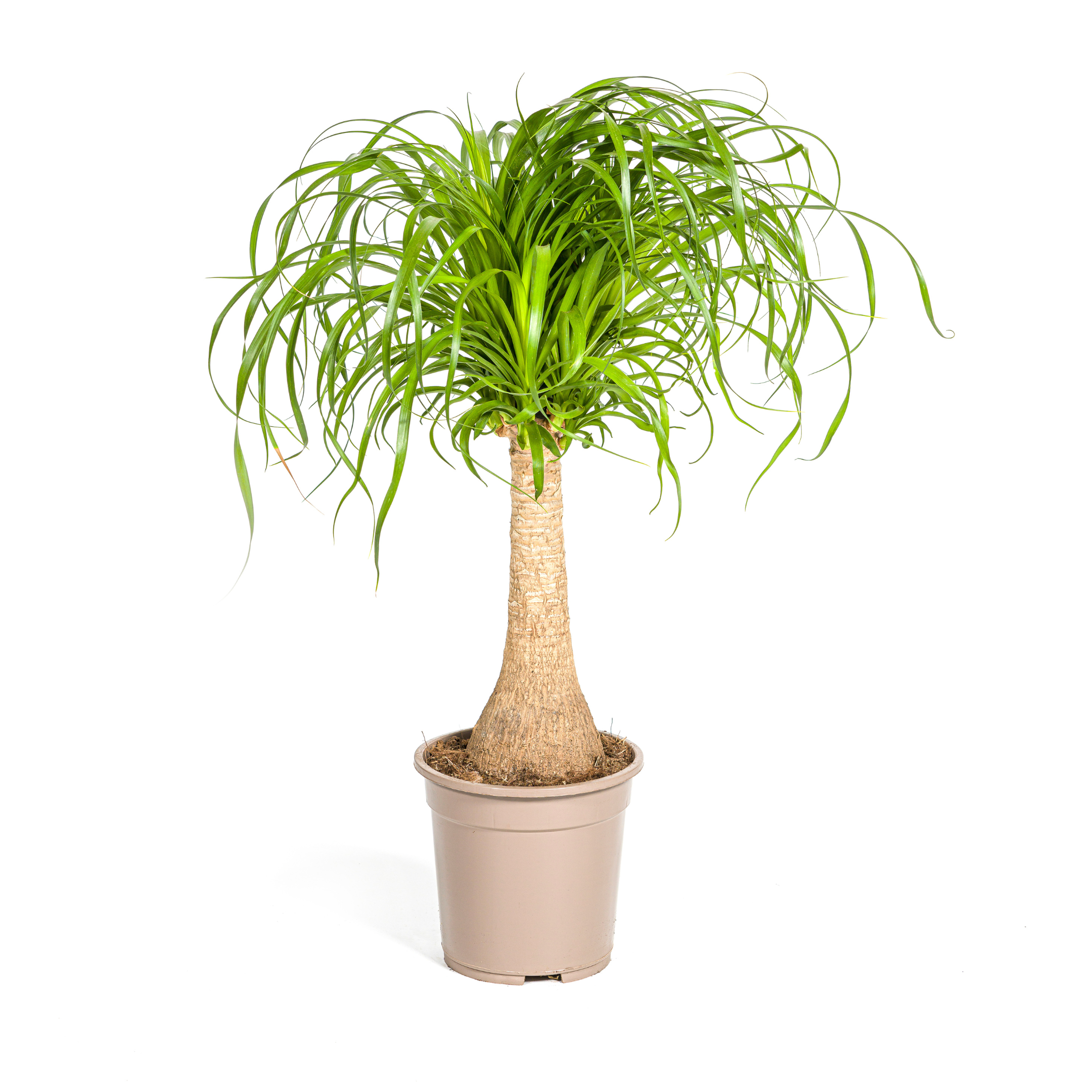 Beaucarnea Recurvata Stam Ø21cm en pot Ø21cm  Hauteur 60cm. Plante verte type Beaucarnea Recurvata Stam Ø21cm, livrée en pot, idéale pour intérieur lumineux.