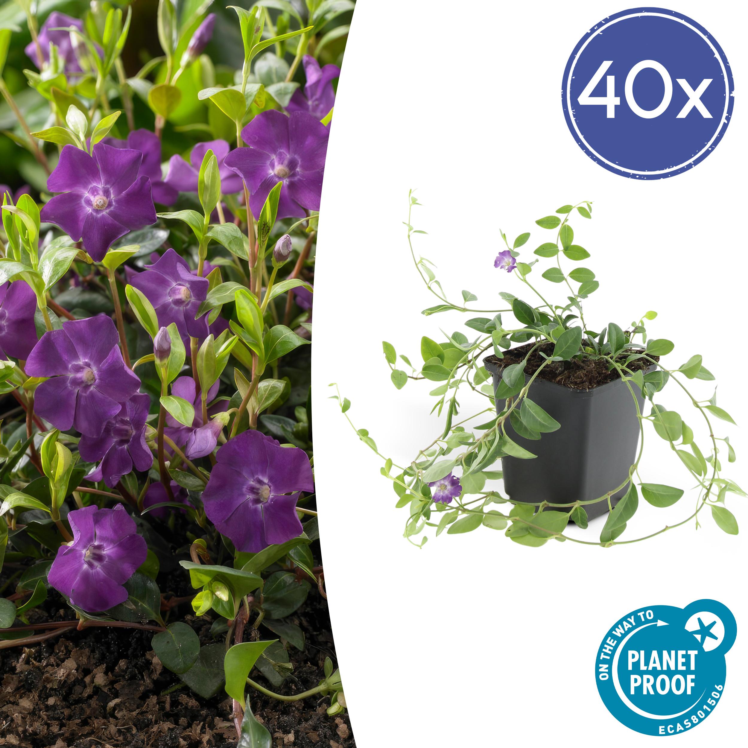 40x Vinca minor 'Atropurpurea', en pot Ø9cm  Hauteur 10cm. Plante verte type 40x Vinca minor 'Atropurpurea',, livrée en pot, idéale pour intérieur lumineux.