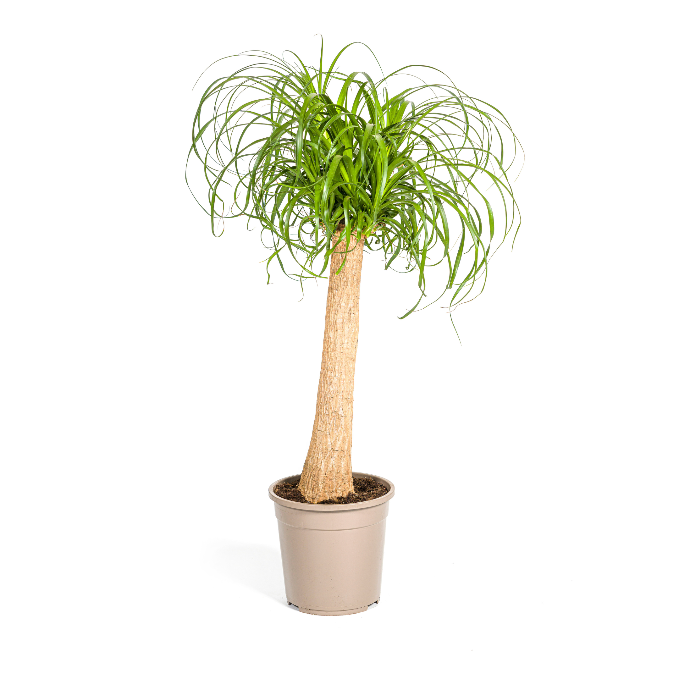 Beaucarnea Recurvata Stam Ø24cm en pot Ø24cm  Hauteur 80cm. Plante verte type Beaucarnea Recurvata Stam Ø24cm, livrée en pot, idéale pour intérieur lumineux.