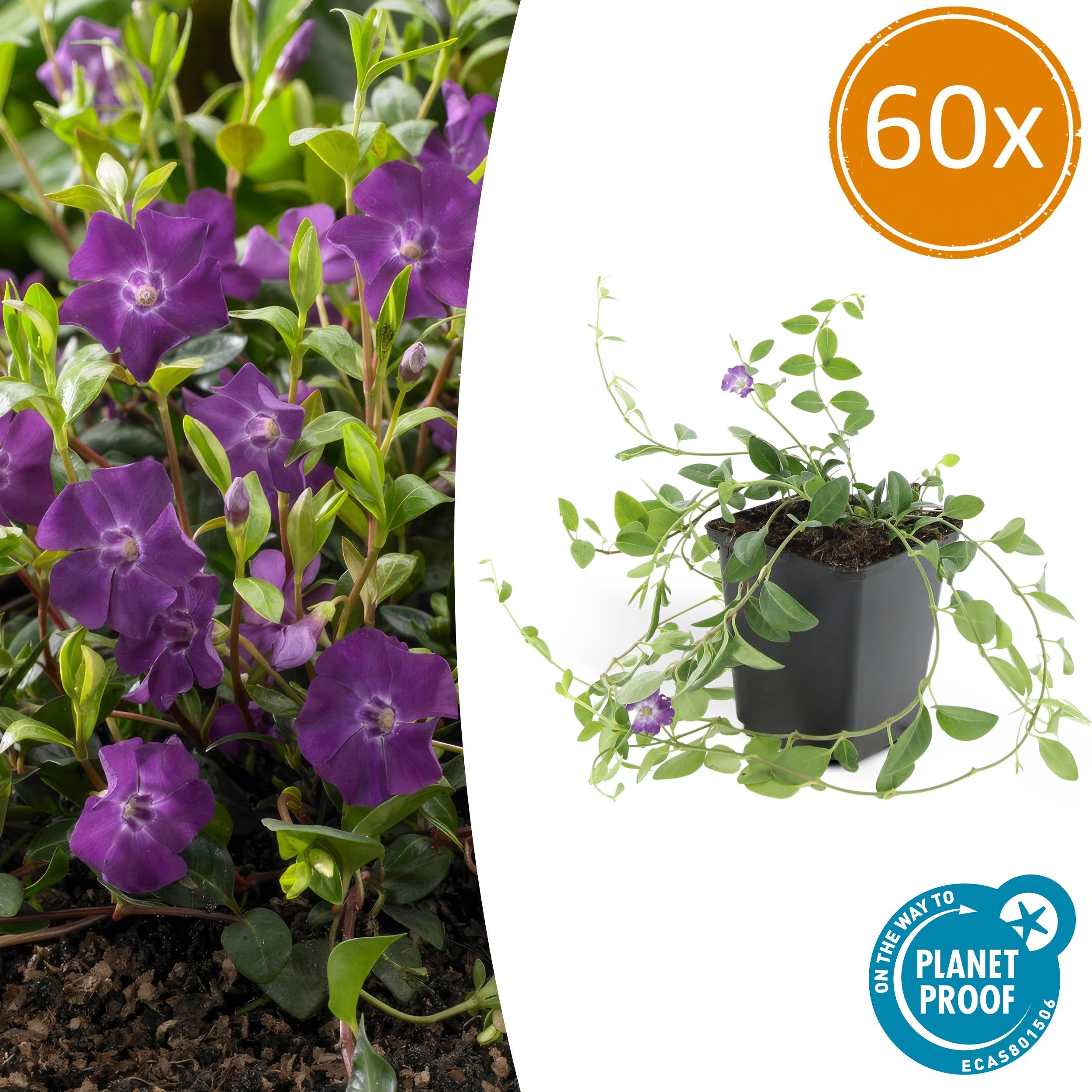 60x Vinca minor 'Atropurpurea', en pot Ø9cm  Hauteur 10cm. Plante verte type 60x Vinca minor 'Atropurpurea',, livrée en pot, idéale pour intérieur lumineux.