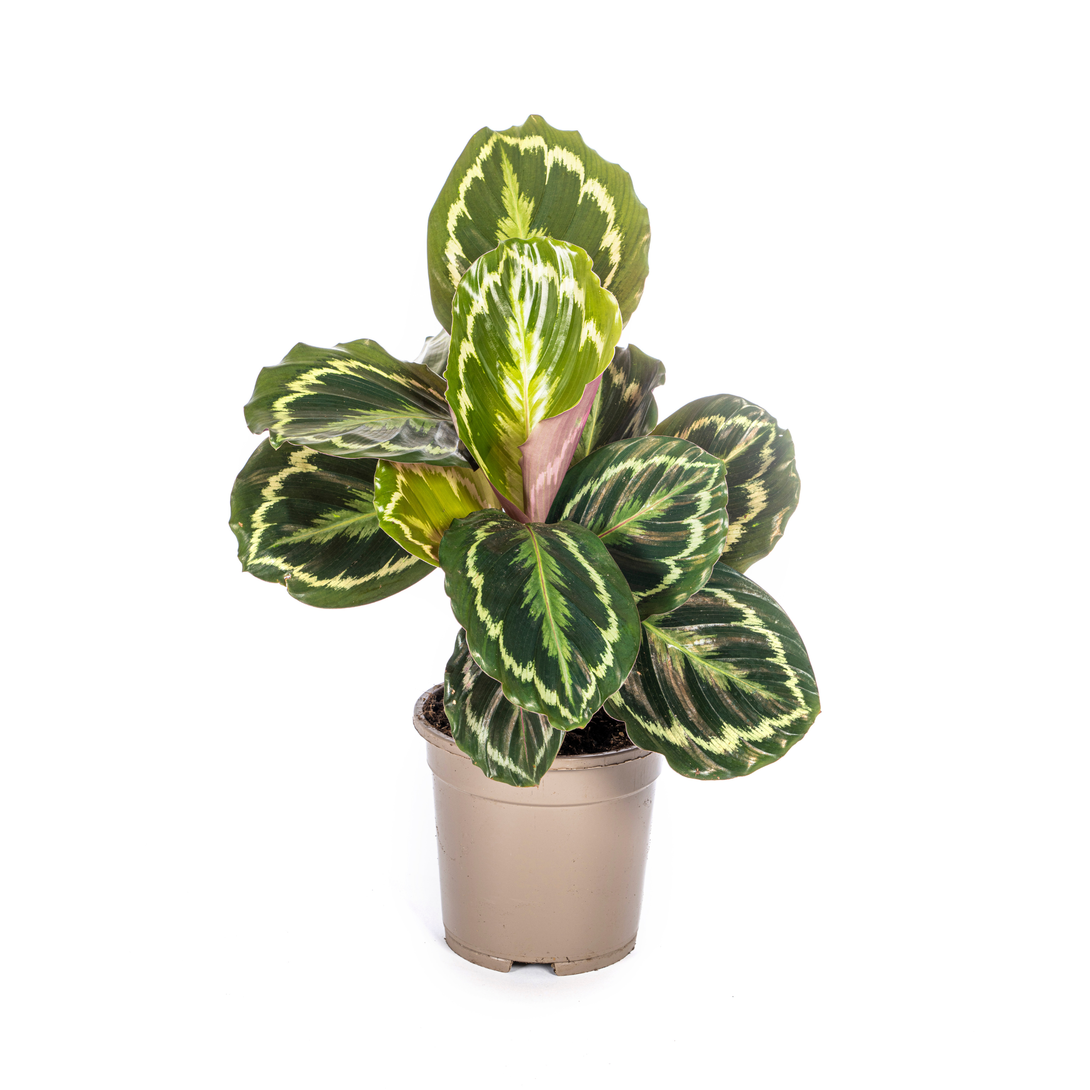 Calathea Medallion Ø17cm en pot Ø17cm  Hauteur 40cm. Plante verte type Calathea Medallion Ø17cm, livrée en pot, idéale pour intérieur lumineux.