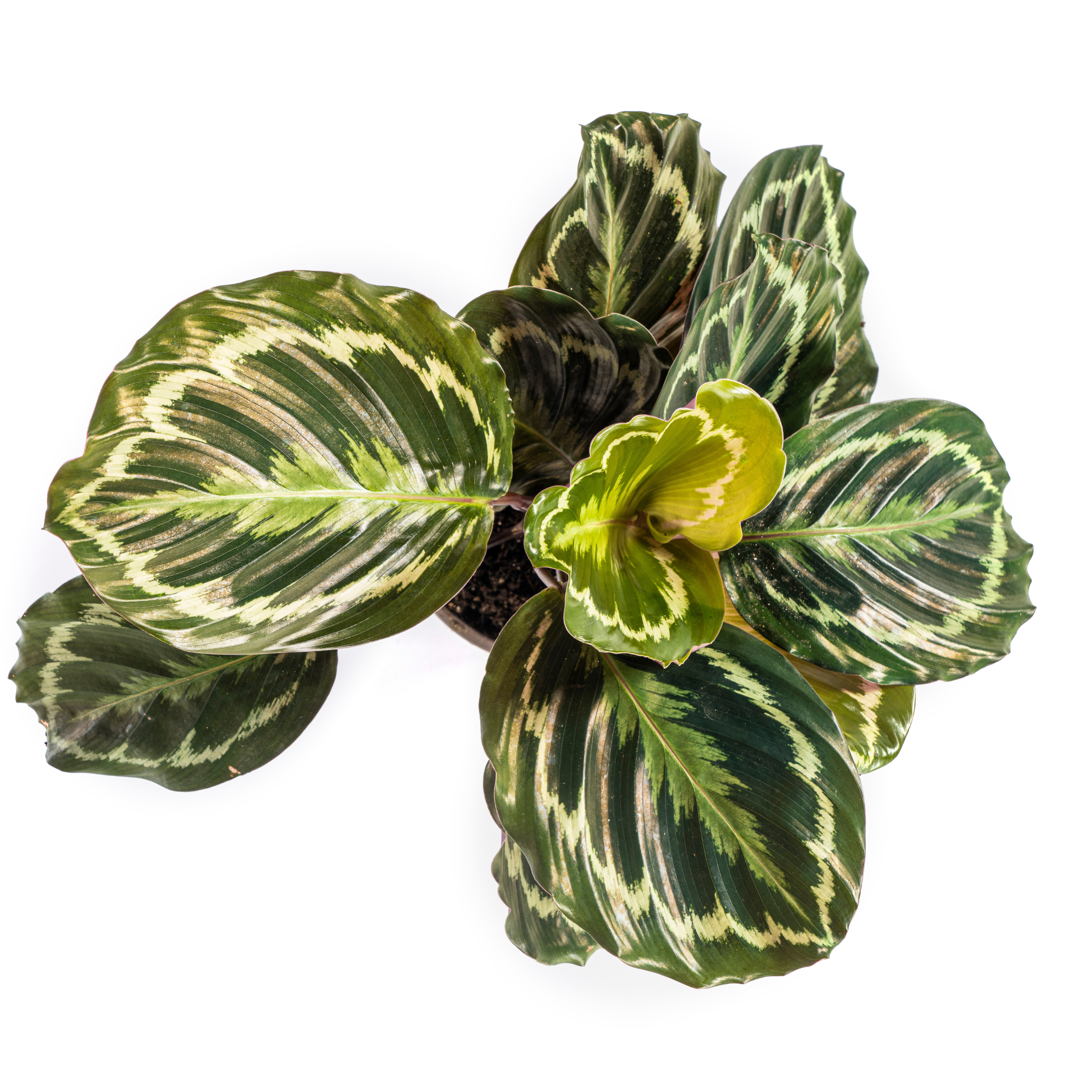Calathea Medallion Ø17cm en pot Ø17cm  Hauteur 40cm. Plante verte type Calathea Medallion Ø17cm, livrée en pot, idéale pour intérieur lumineux. – Image 2