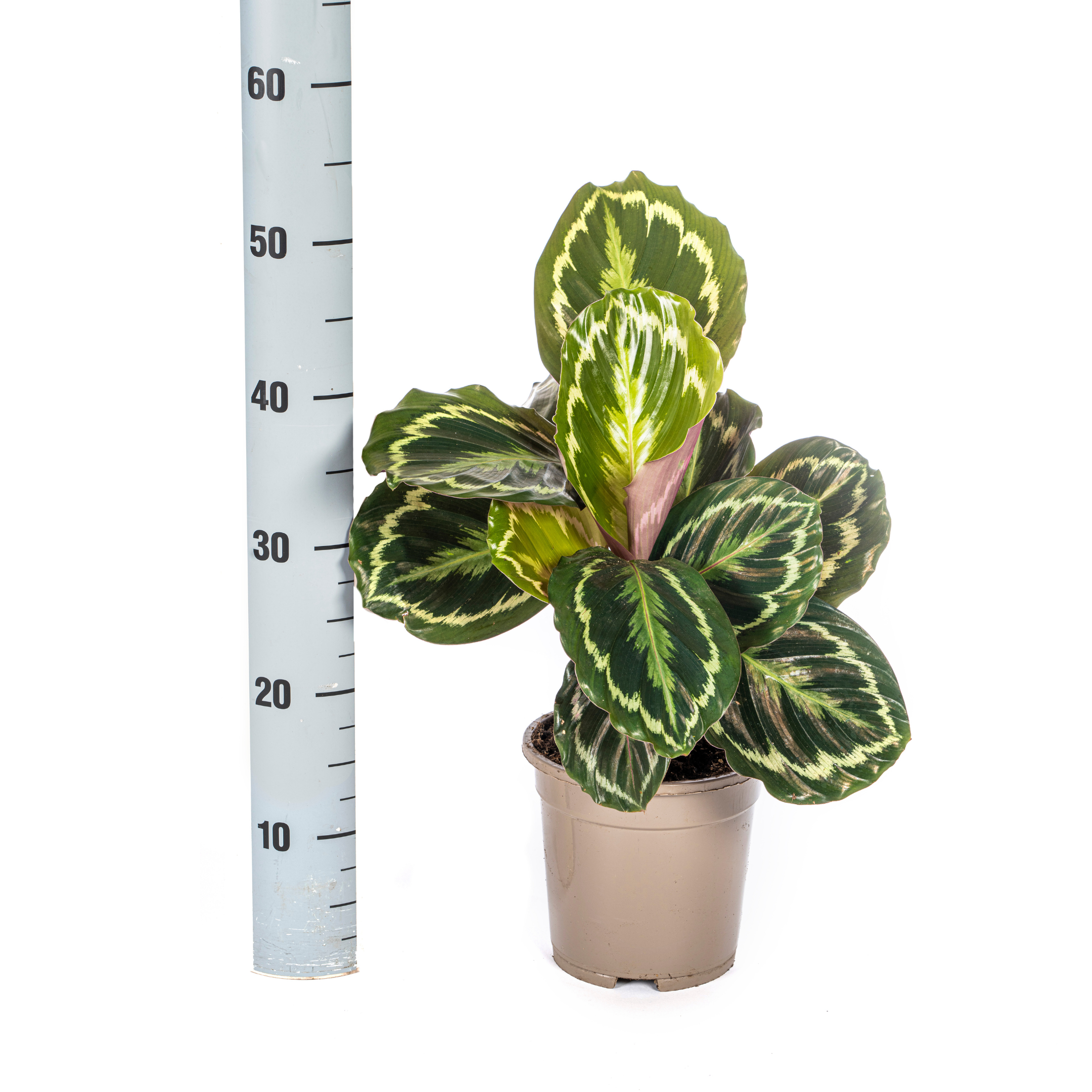 Calathea Medallion Ø17cm en pot Ø17cm  Hauteur 40cm. Plante verte type Calathea Medallion Ø17cm, livrée en pot, idéale pour intérieur lumineux. – Image 3