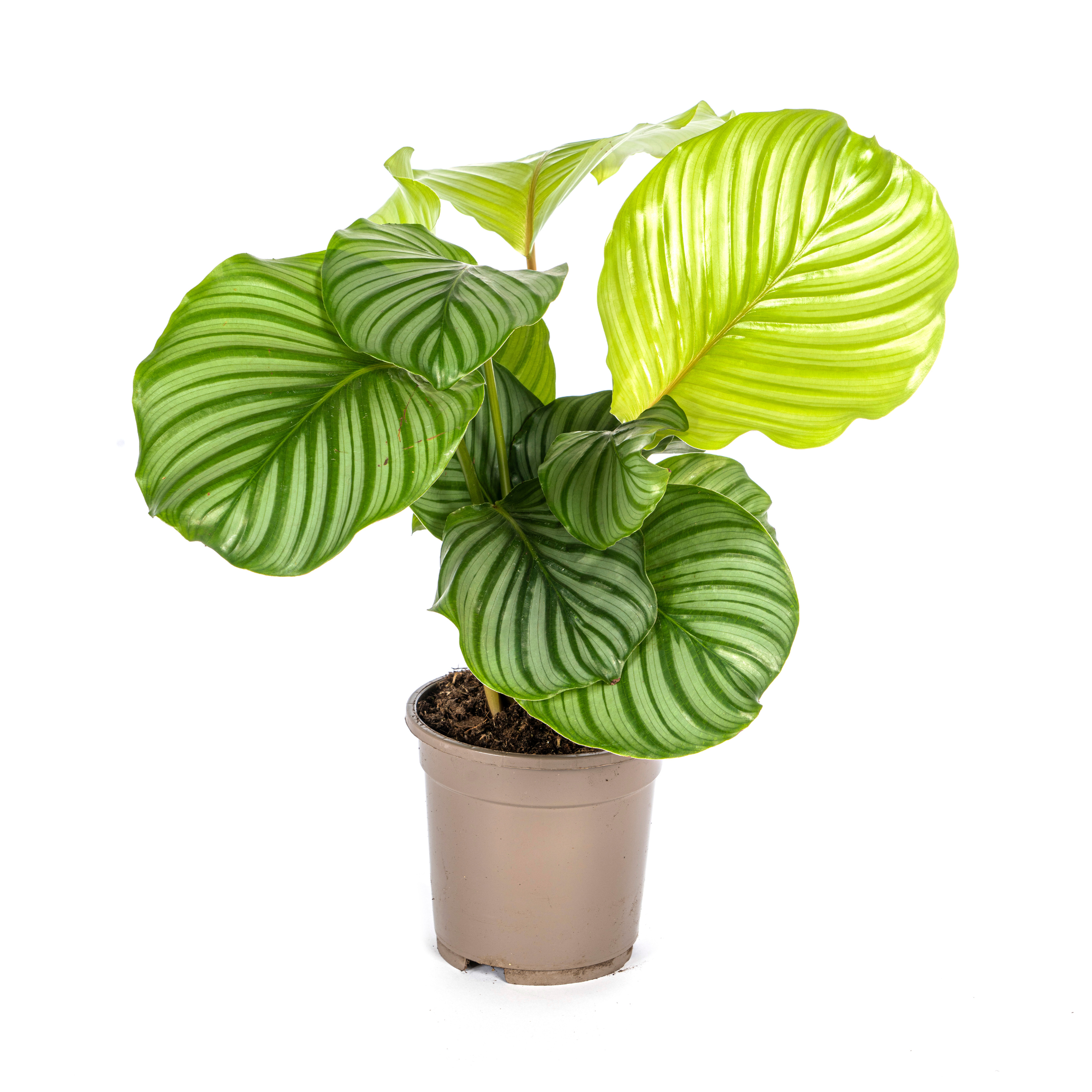 Calathea Orbifolia Ø17cm en pot Ø17cm  Hauteur 40cm. Plante verte type Calathea Orbifolia Ø17cm, livrée en pot, idéale pour intérieur lumineux.