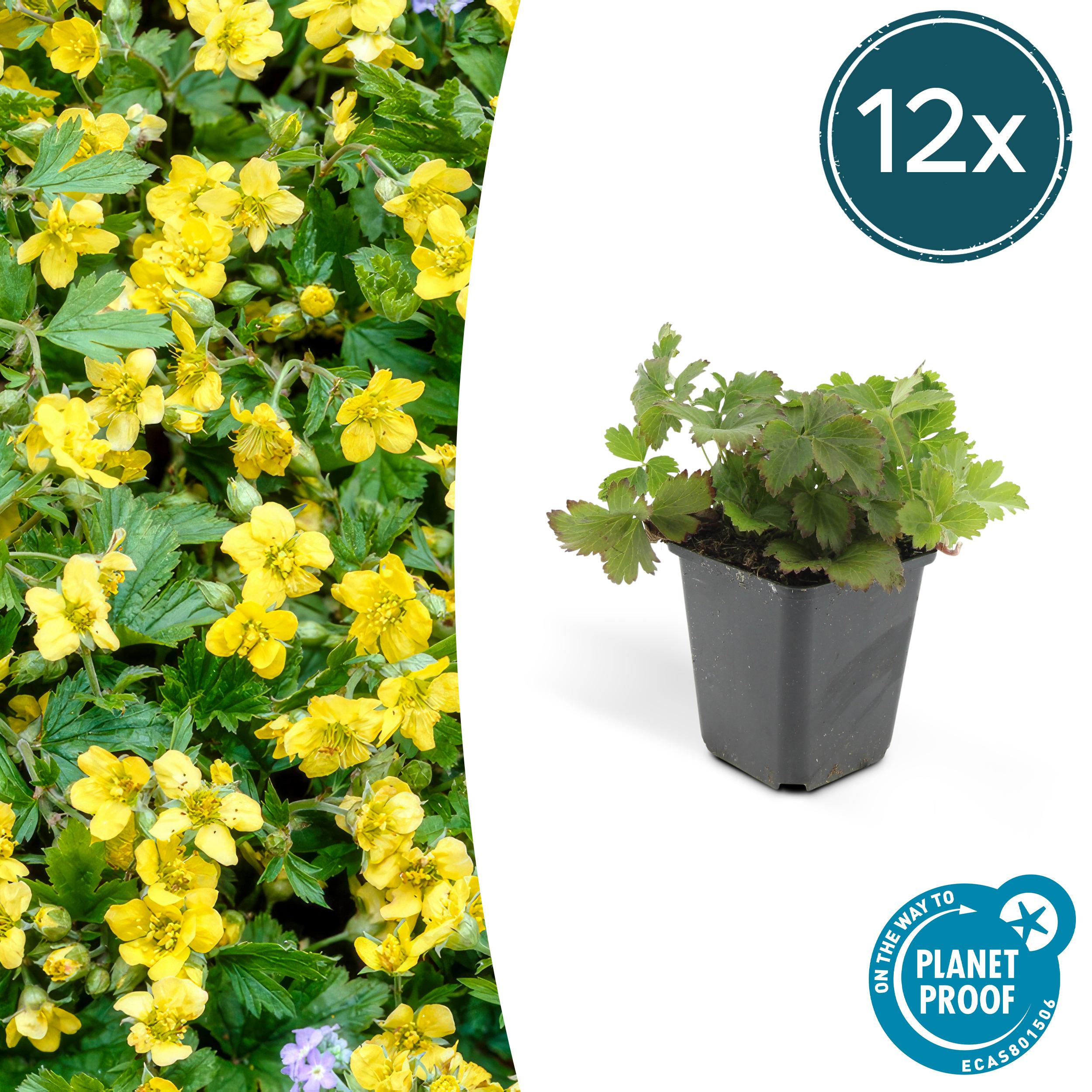 12x Waldsteinia ternata en pot Ø9cm  Hauteur 10cm. Plante verte type 12x Waldsteinia ternata, livrée en pot, idéale pour intérieur lumineux.