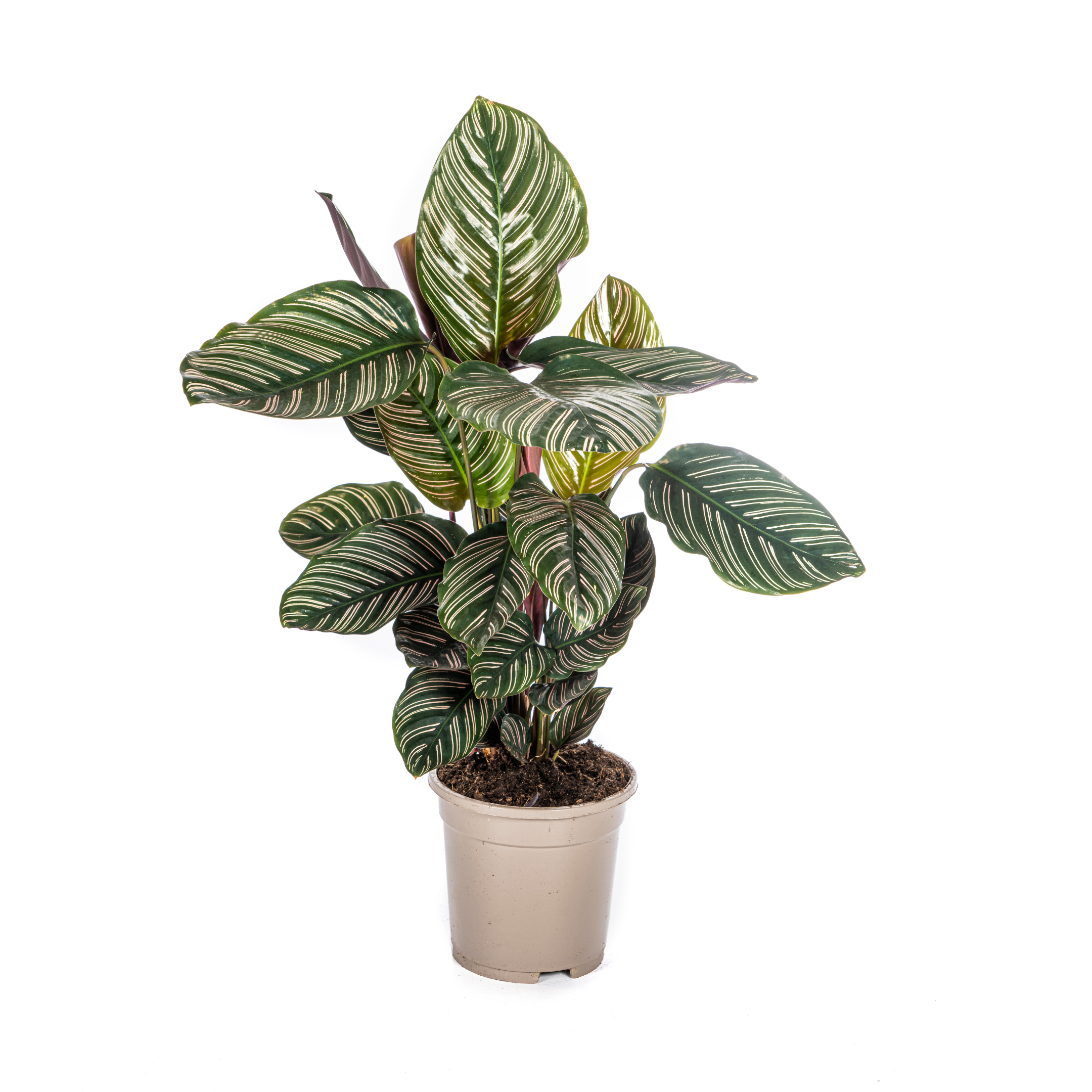 Calathea Ornata Sanderiana Ø17cm en pot Ø17cm  Hauteur 40cm. Plante verte type Calathea Ornata Sanderiana Ø17cm, livrée en pot, idéale pour intérieur lumineux.
