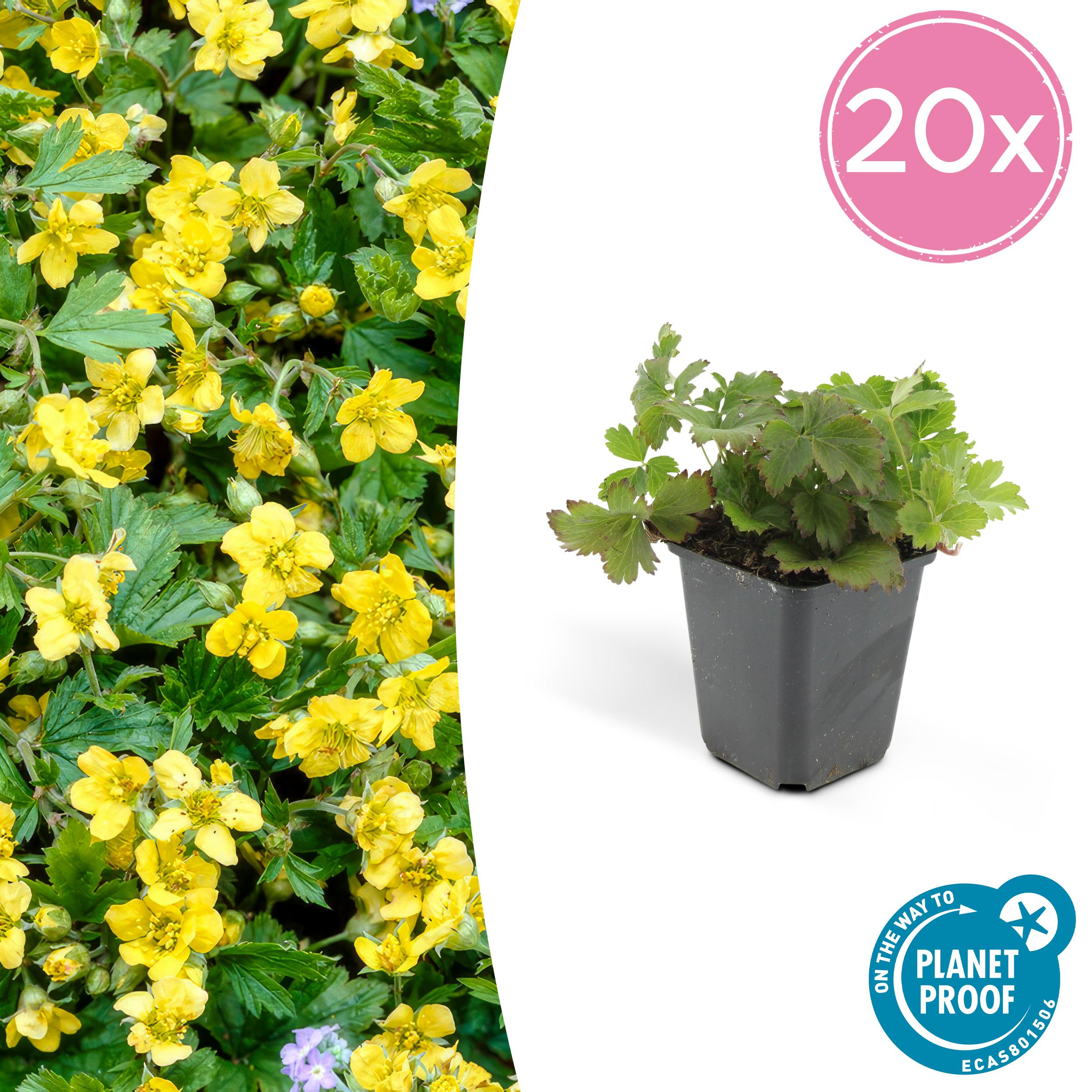 20x Waldsteinia ternata en pot Ø9cm  Hauteur 10cm. Plante verte type 20x Waldsteinia ternata, livrée en pot, idéale pour intérieur lumineux.