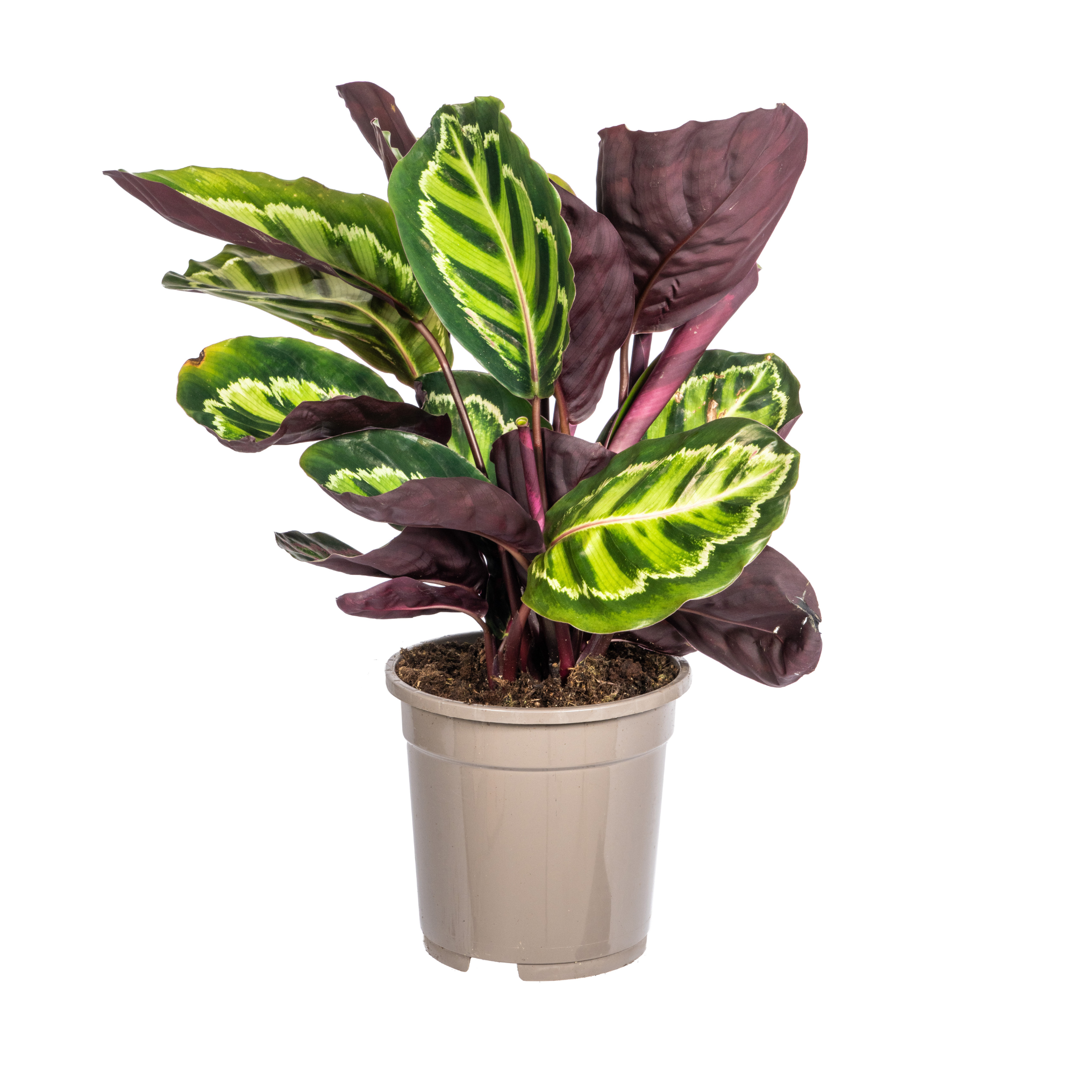 Calathea Roseopicta Ø17cm en pot Ø17cm  Hauteur 40cm. Plante verte type Calathea Roseopicta Ø17cm, livrée en pot, idéale pour intérieur lumineux.