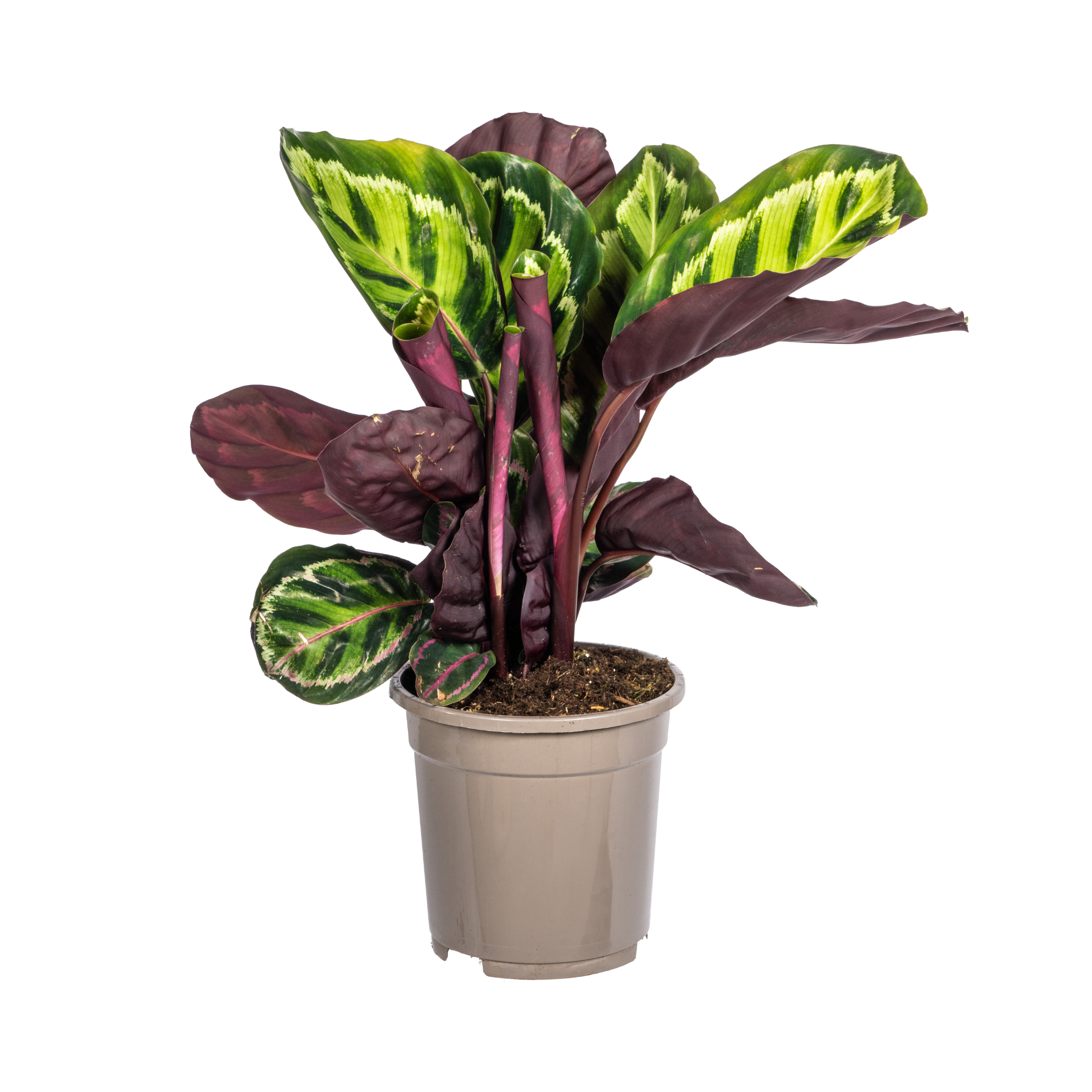 Calathea Roseopicta Ø17cm en pot Ø17cm  Hauteur 40cm. Plante verte type Calathea Roseopicta Ø17cm, livrée en pot, idéale pour intérieur lumineux. – Image 2