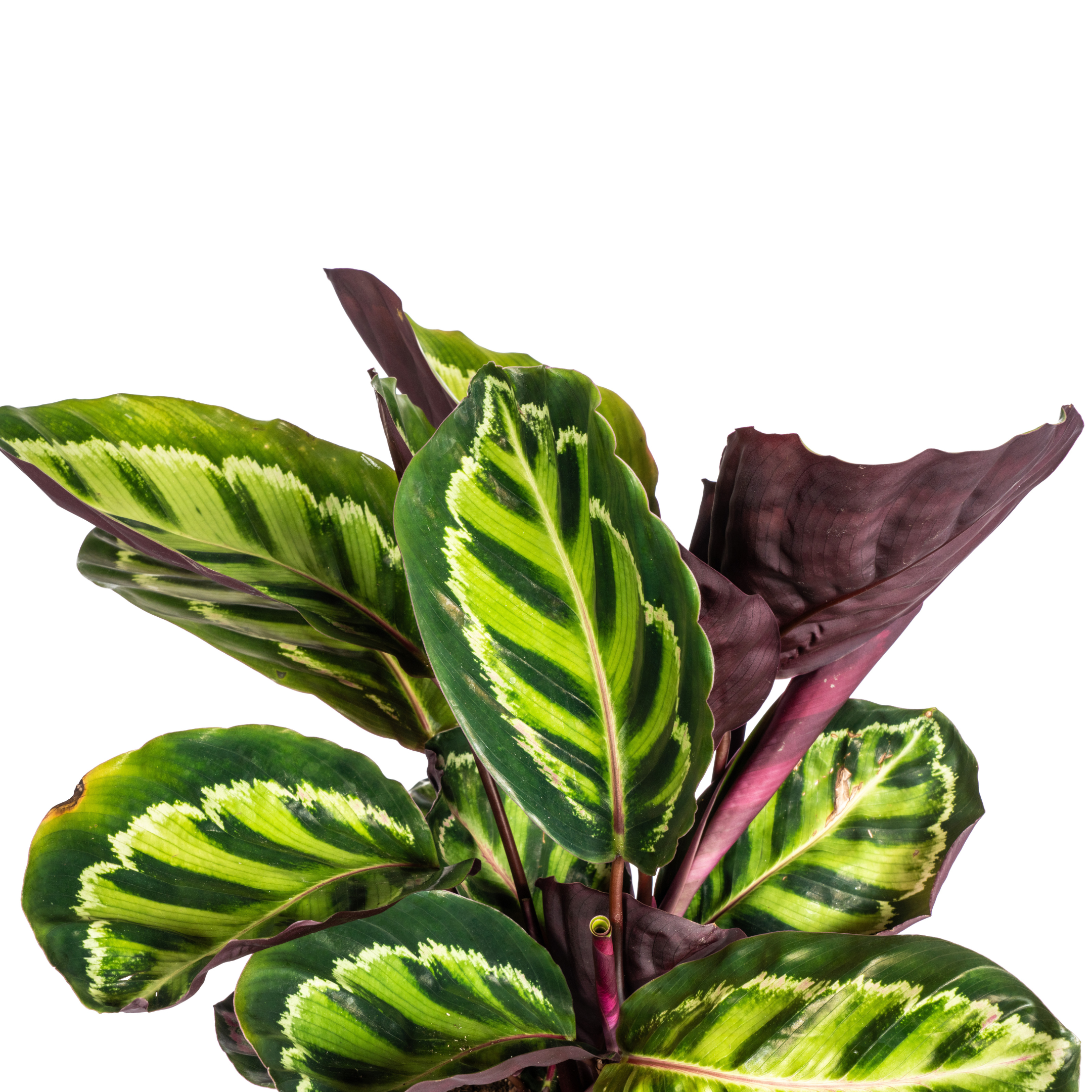 Calathea Roseopicta Ø17cm en pot Ø17cm  Hauteur 40cm. Plante verte type Calathea Roseopicta Ø17cm, livrée en pot, idéale pour intérieur lumineux. – Image 3