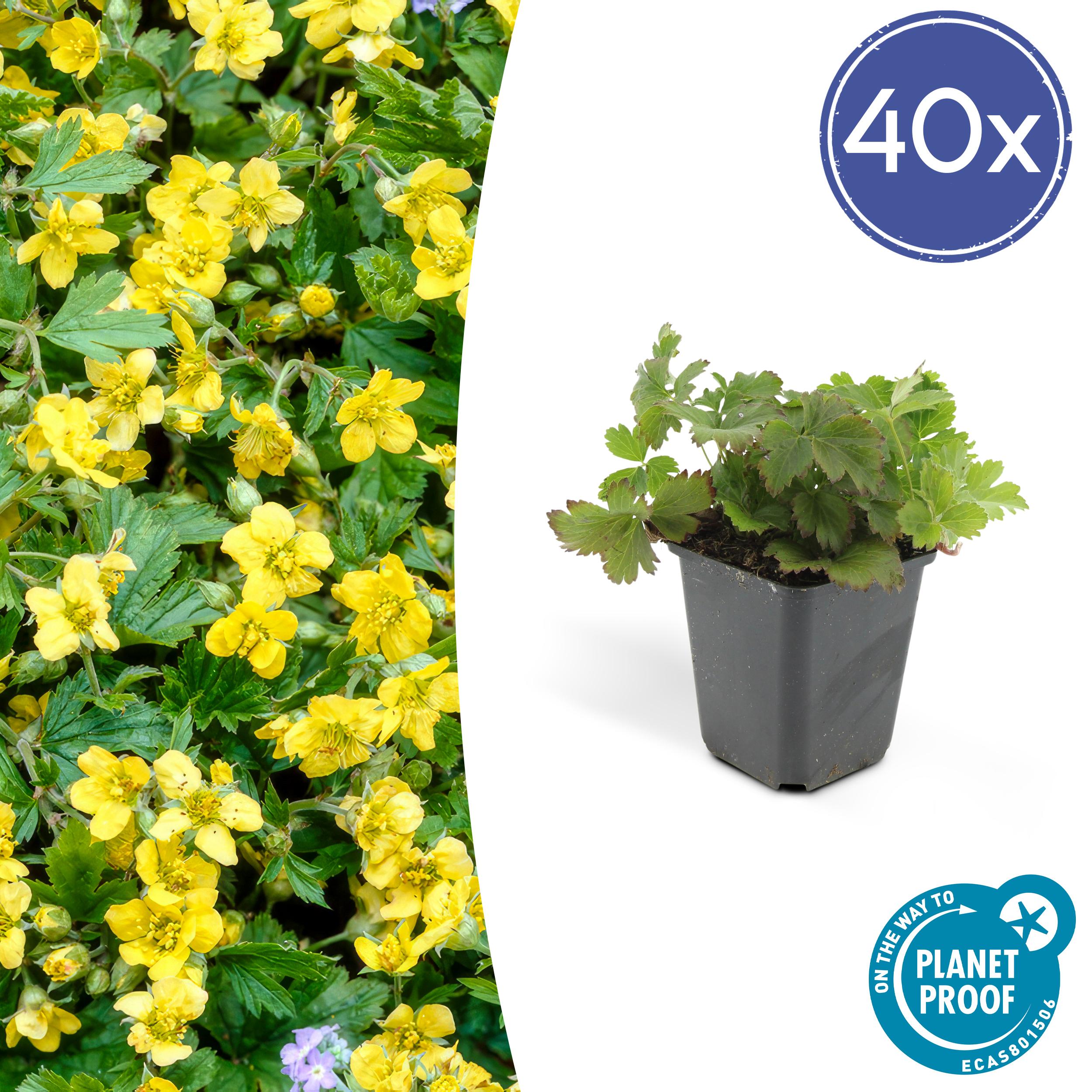 40x Waldsteinia ternata en pot Ø9cm  Hauteur 10cm. Plante verte type 40x Waldsteinia ternata, livrée en pot, idéale pour intérieur lumineux.