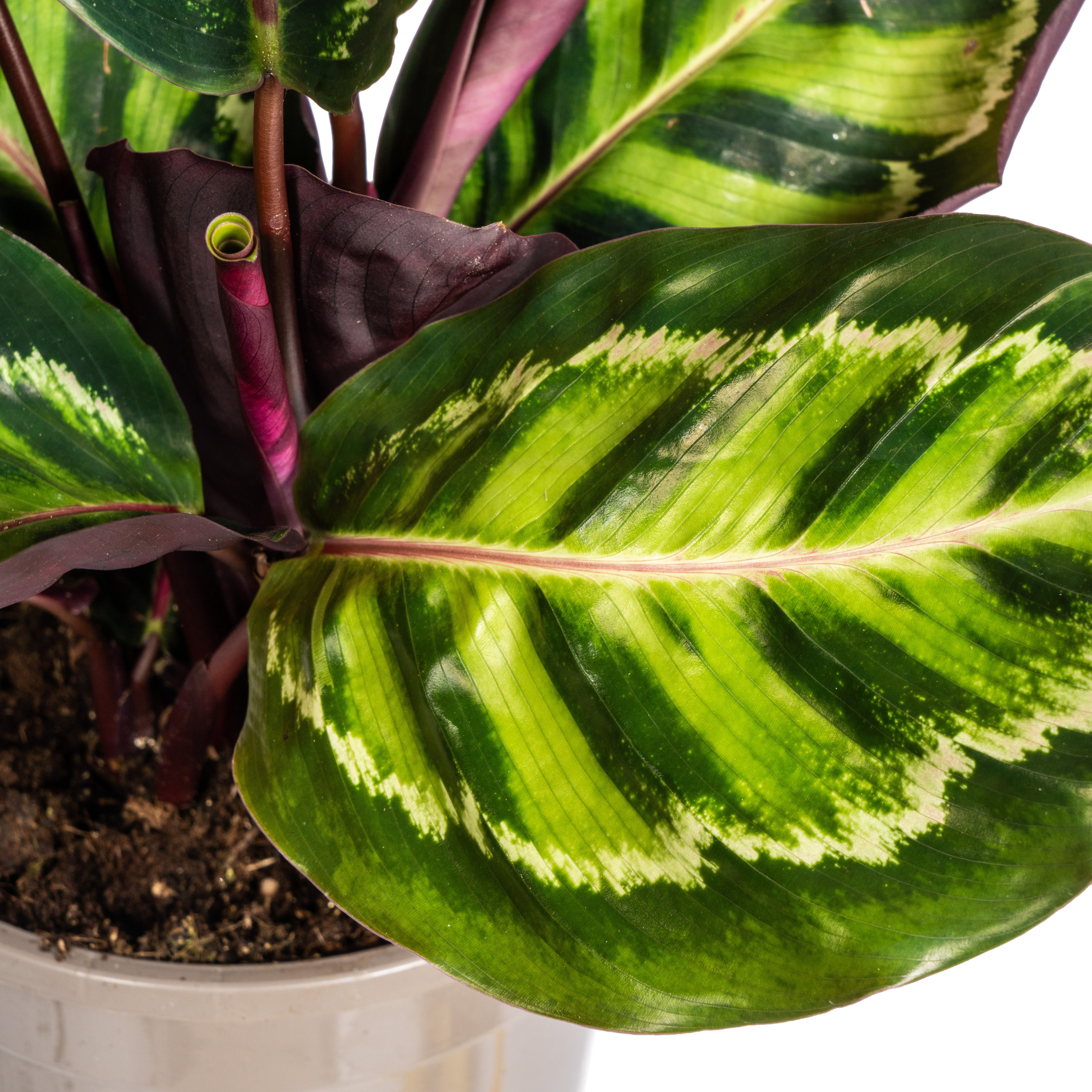 Calathea Roseopicta Ø17cm en pot Ø17cm  Hauteur 40cm. Plante verte type Calathea Roseopicta Ø17cm, livrée en pot, idéale pour intérieur lumineux. – Image 4