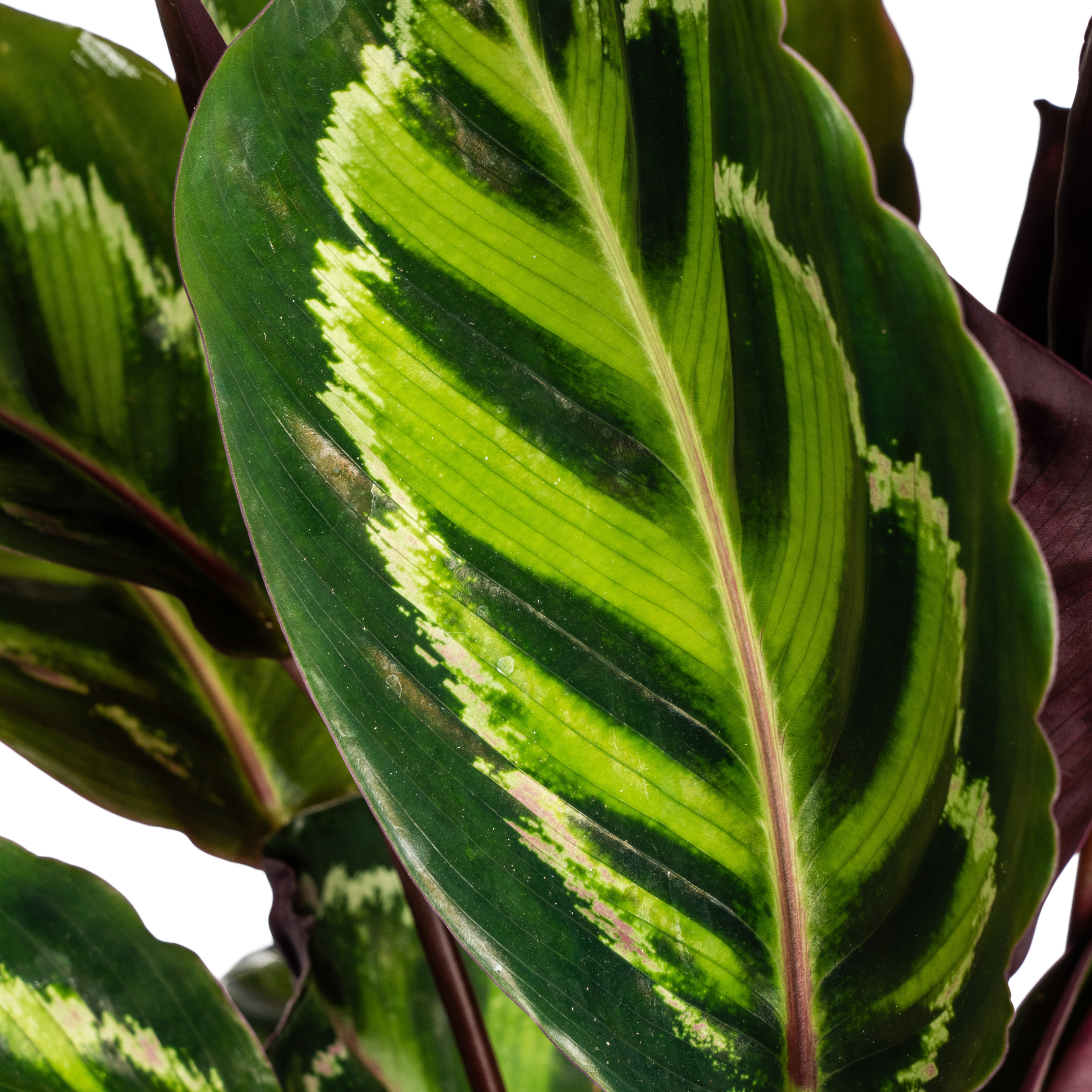 Calathea Roseopicta Ø17cm en pot Ø17cm  Hauteur 40cm. Plante verte type Calathea Roseopicta Ø17cm, livrée en pot, idéale pour intérieur lumineux. – Image 5