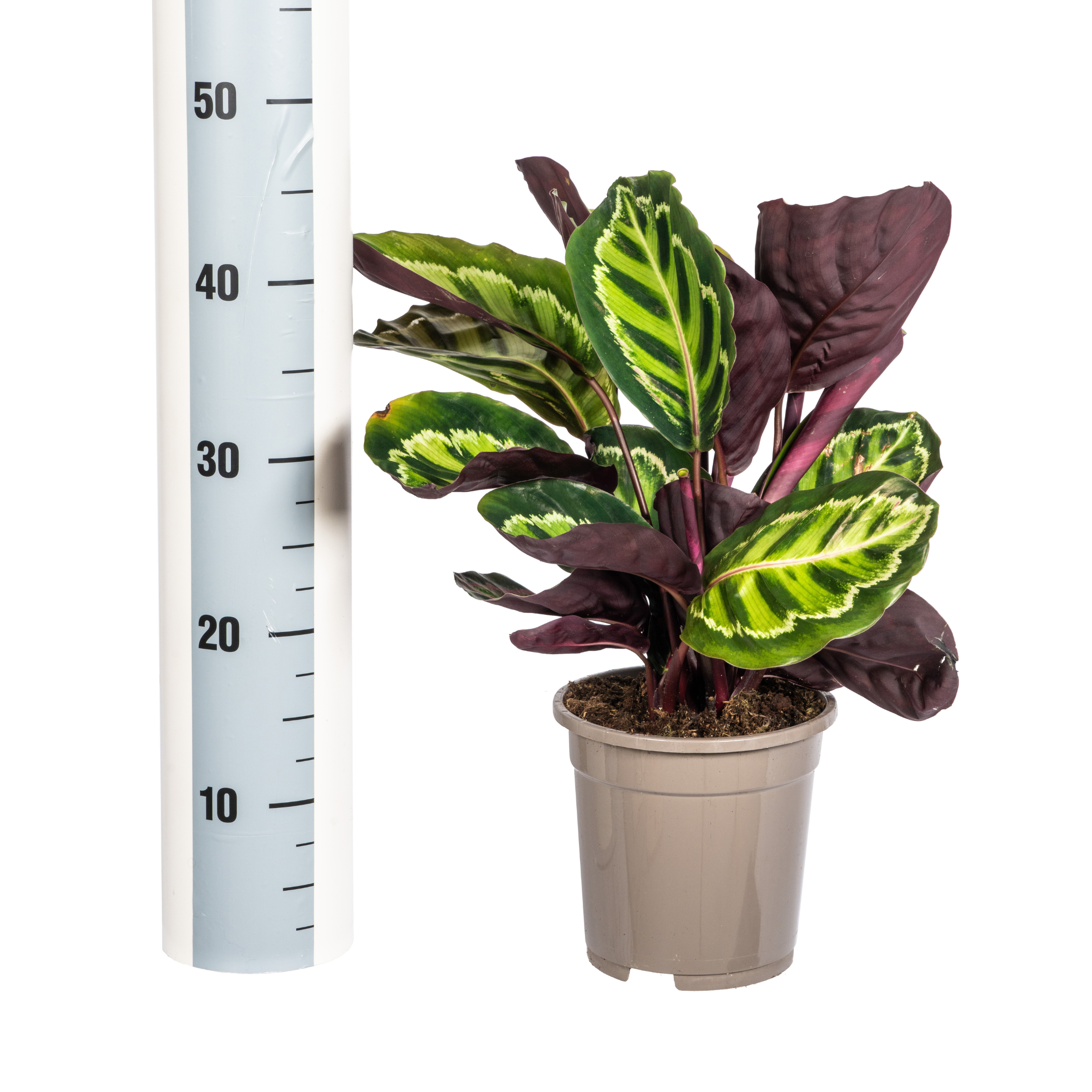 Calathea Roseopicta Ø17cm en pot Ø17cm  Hauteur 40cm. Plante verte type Calathea Roseopicta Ø17cm, livrée en pot, idéale pour intérieur lumineux. – Image 6