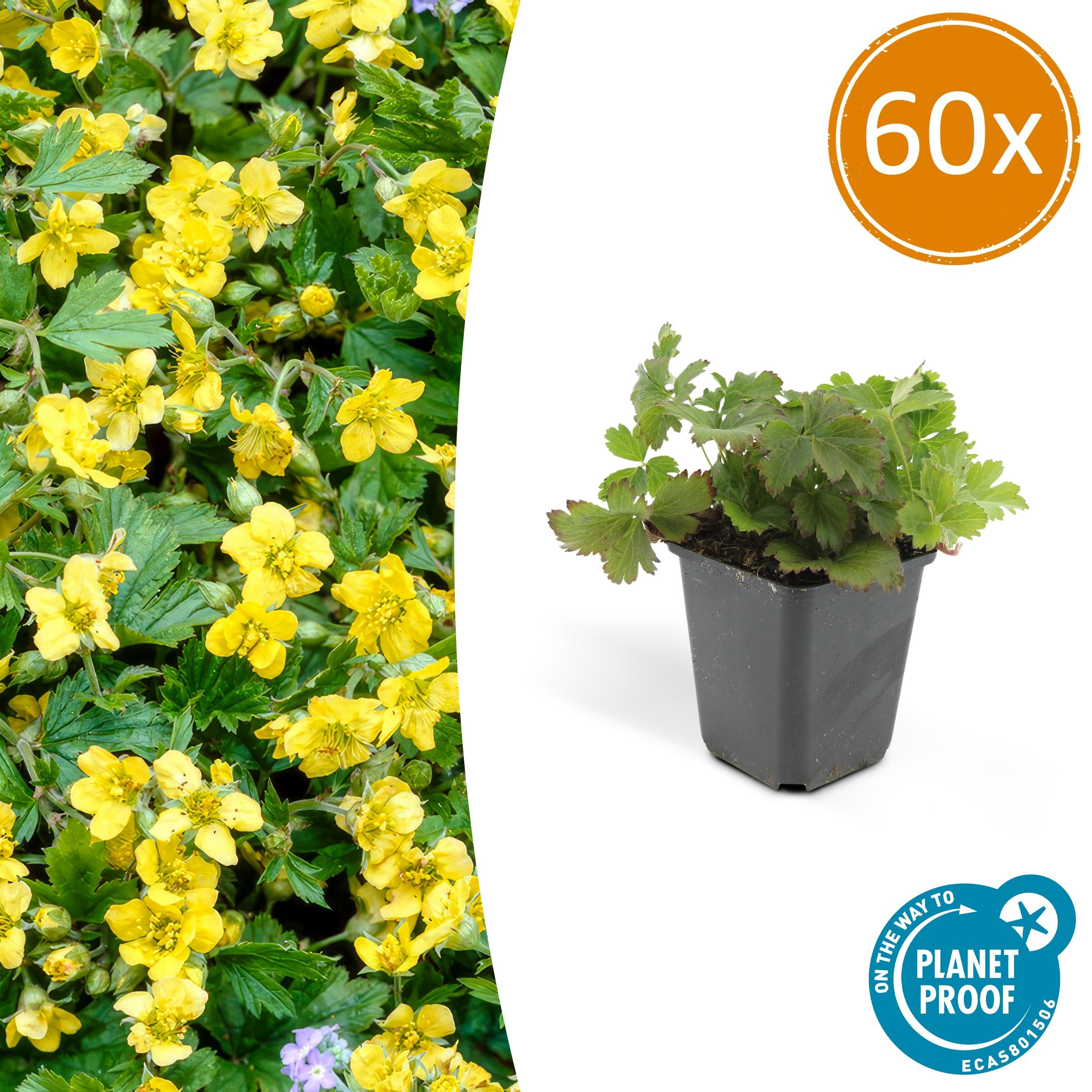 60x Waldsteinia ternata en pot Ø9cm  Hauteur 10cm. Plante verte type 60x Waldsteinia ternata, livrée en pot, idéale pour intérieur lumineux.