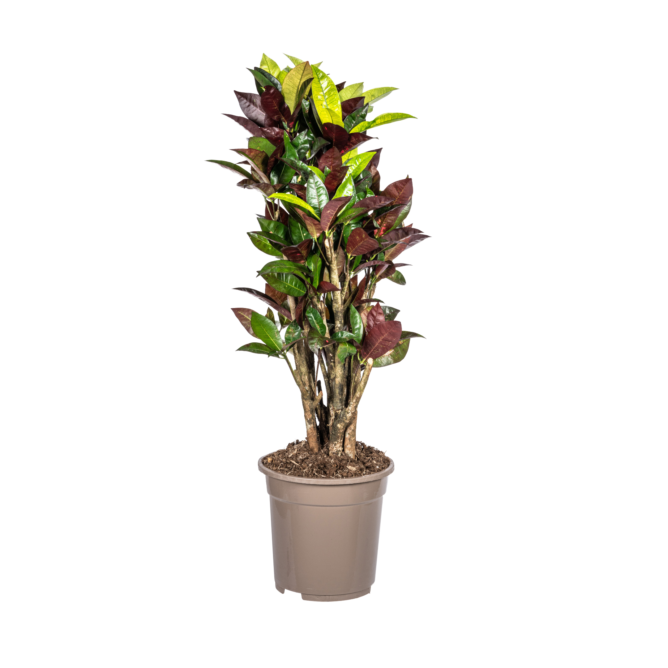 Codiaeum 'Croton' Iceton Ø21cm en pot Ø21cm  Hauteur 60cm. Plante verte type Codiaeum 'Croton' Iceton Ø21cm, livrée en pot, idéale pour intérieur lumineux.