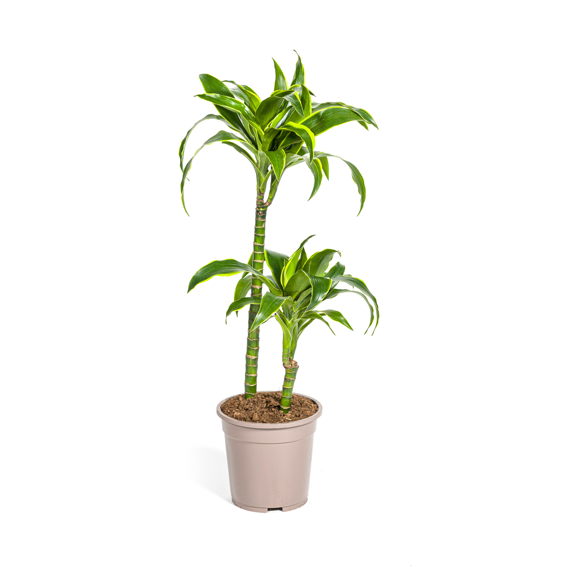 Dracaena Deremensis Dorado Ø19cm en pot Ø19cm  Hauteur 70cm. Plante verte type Dracaena Deremensis Dorado Ø19cm, livrée en pot, idéale pour intérieur lumineux.