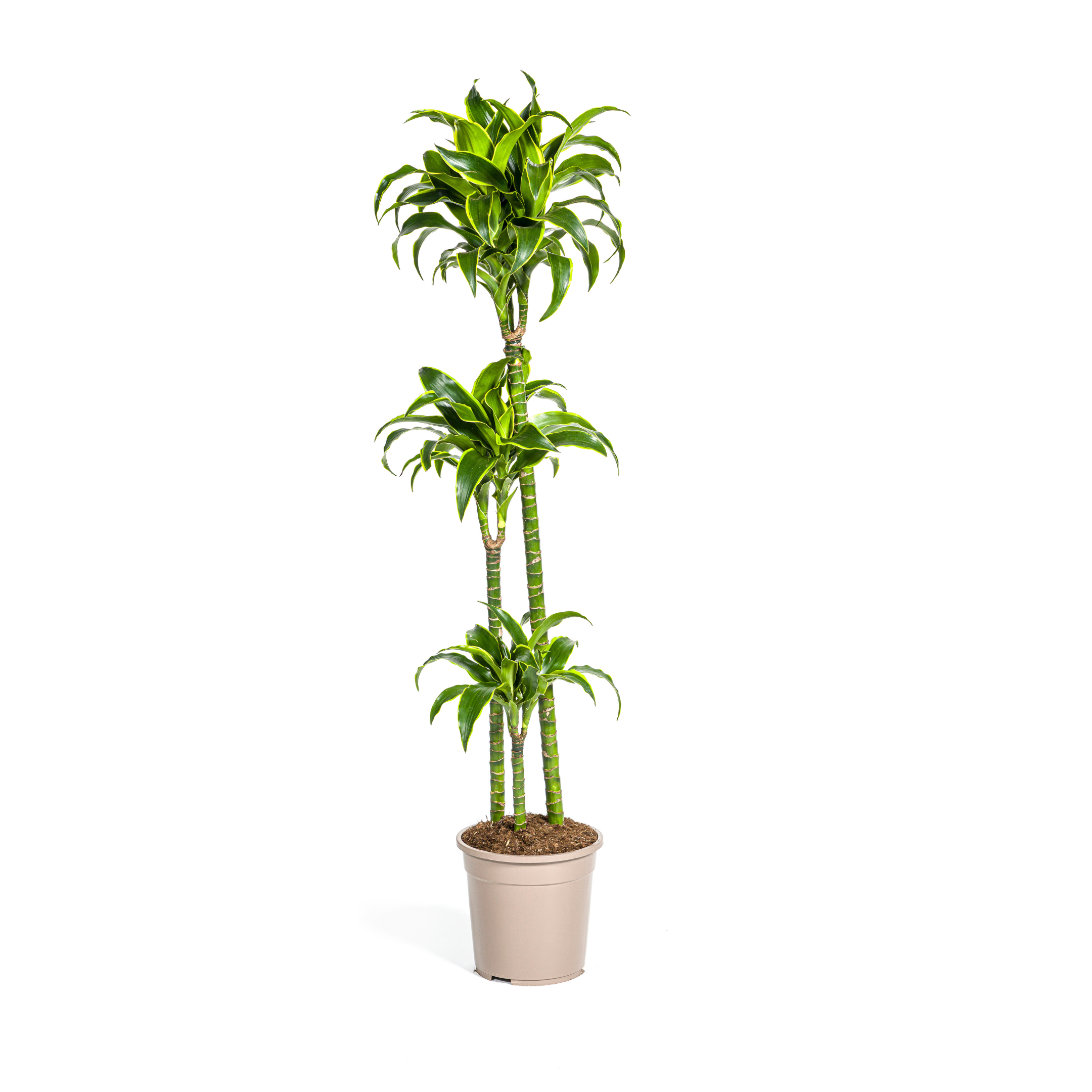 Dracaena Deremensis Dorado Ø24cm en pot Ø24cm  Hauteur 120cm. Plante verte type Dracaena Deremensis Dorado Ø24cm, livrée en pot, idéale pour intérieur lumineux.