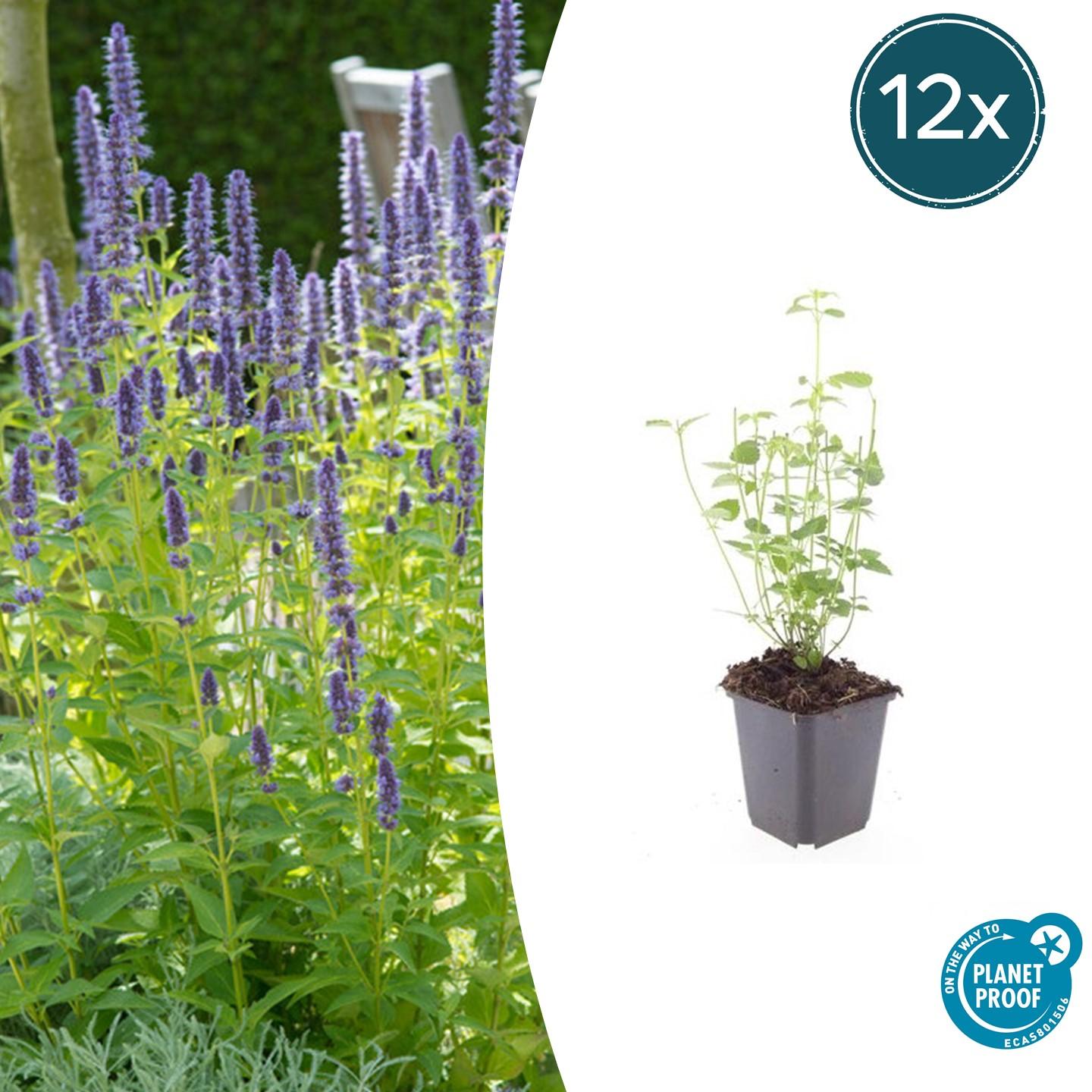 20x Agastache 'Black Adder' en pot Ø9cm  Hauteur 10cm. Plante verte type 20x Agastache 'Black Adder', livrée en pot, idéale pour intérieur lumineux.