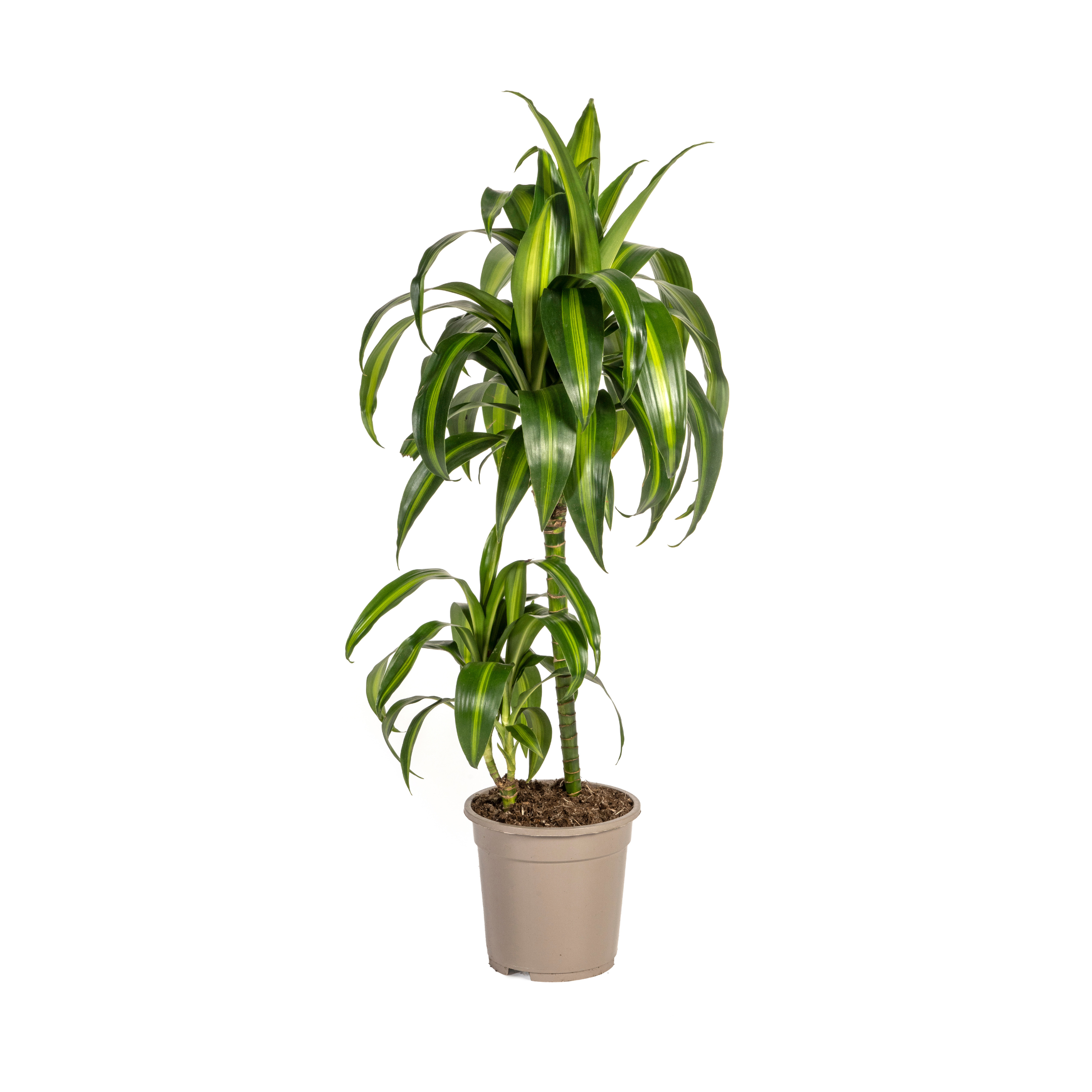 Dracaena Deremensis Hawaiian Sunshine Ø19cm en pot Ø19cm  Hauteur 70cm. Plante verte type Dracaena Deremensis Hawaiian Sunshine Ø19cm, livrée en pot, idéale pour intérieur lumineux.