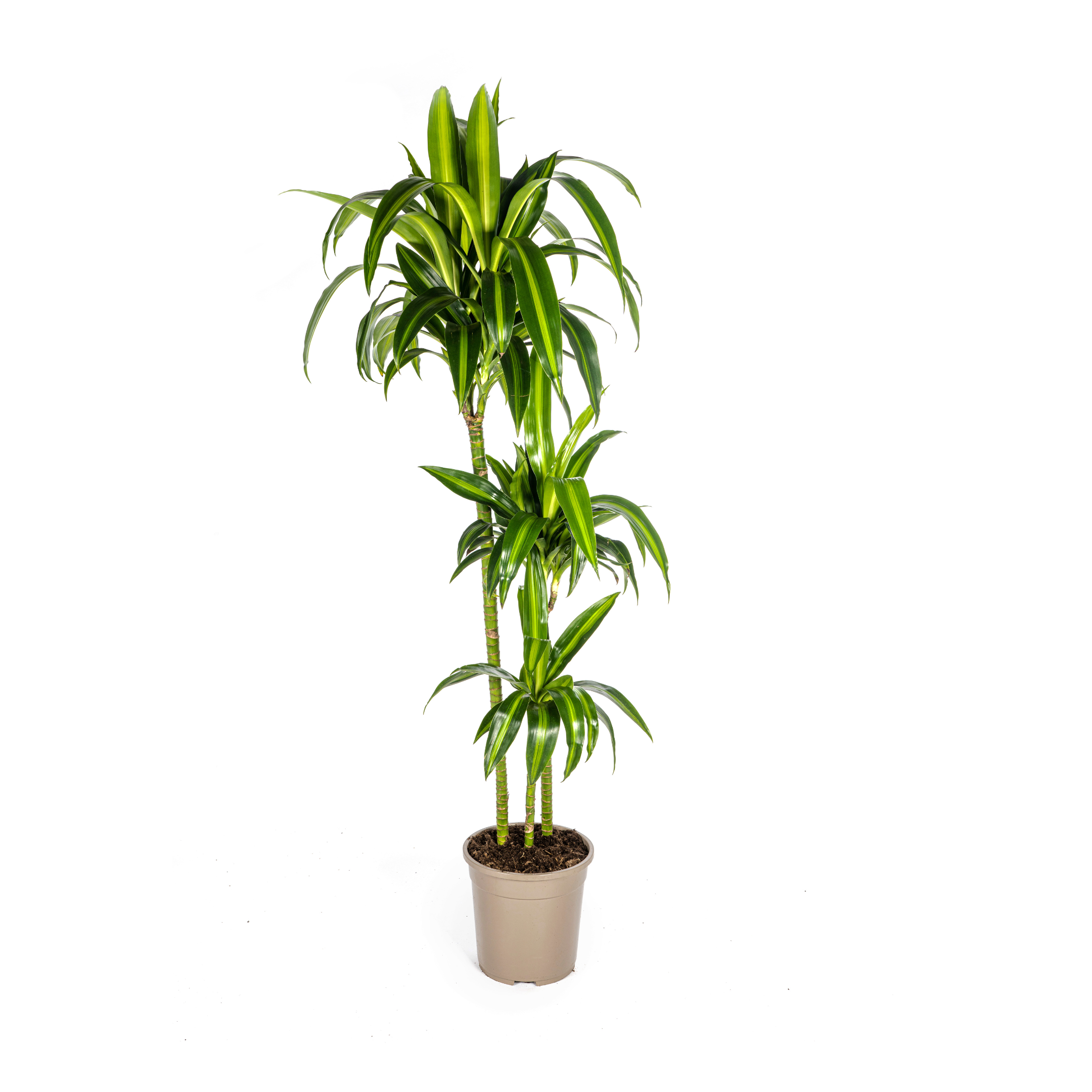 Dracaena Deremensis Hawaiian Sunshine Ø24cm en pot Ø24cm  Hauteur 130cm. Plante verte type Dracaena Deremensis Hawaiian Sunshine Ø24cm, livrée en pot, idéale pour intérieur lumineux.