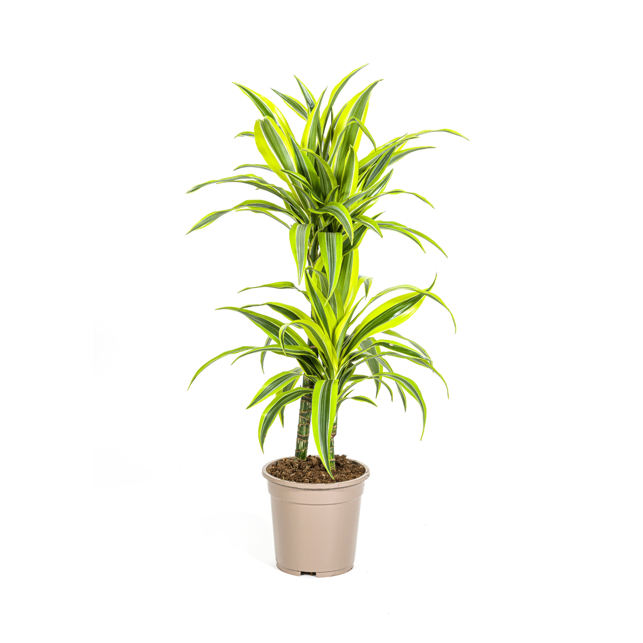Dracaena Deremensis Lemon Lime Ø19cm en pot Ø19cm  Hauteur 70cm. Plante verte type Dracaena Deremensis Lemon Lime Ø19cm, livrée en pot, idéale pour intérieur lumineux.