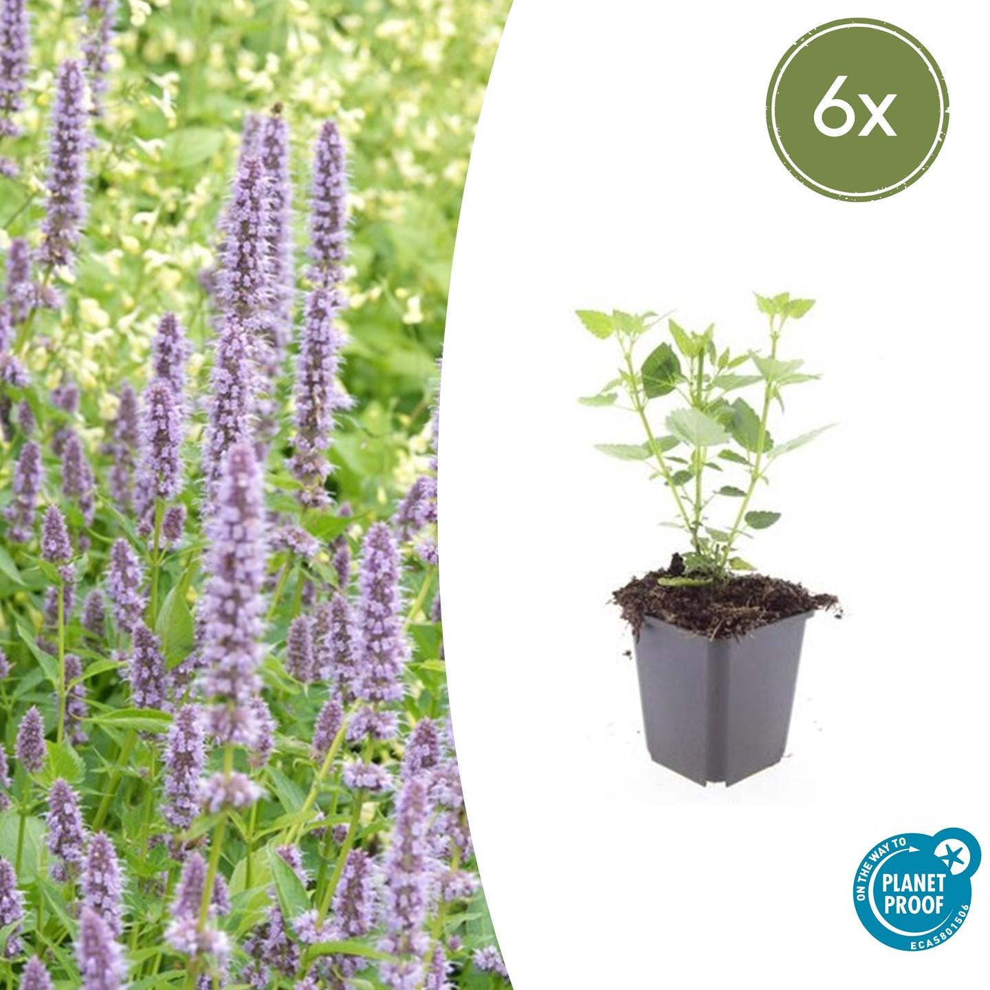 6x Agastache 'Blue Fortune' en pot Ø9cm  Hauteur 10cm. Plante verte type 6x Agastache 'Blue Fortune', livrée en pot, idéale pour intérieur lumineux.