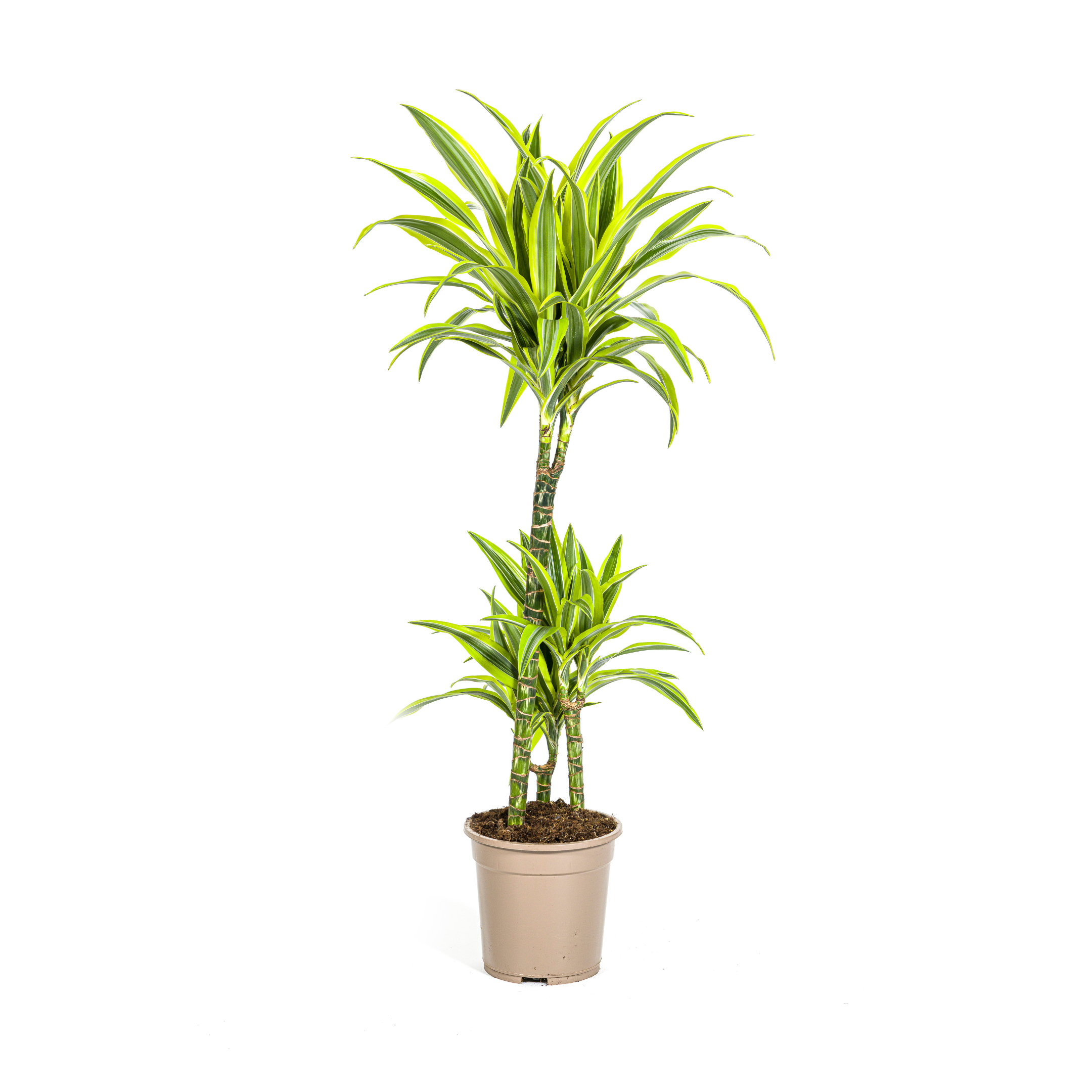 Dracaena Deremensis Lemon Lime Ø21cm en pot Ø21cm  Hauteur 90cm. Plante verte type Dracaena Deremensis Lemon Lime Ø21cm, livrée en pot, idéale pour intérieur lumineux.