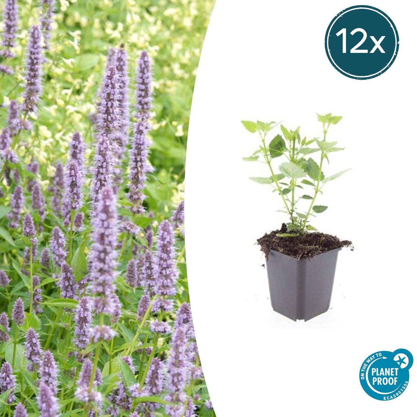 12x Agastache 'Blue Fortune' en pot Ø9cm  Hauteur 10cm. Plante verte type 12x Agastache 'Blue Fortune', livrée en pot, idéale pour intérieur lumineux.