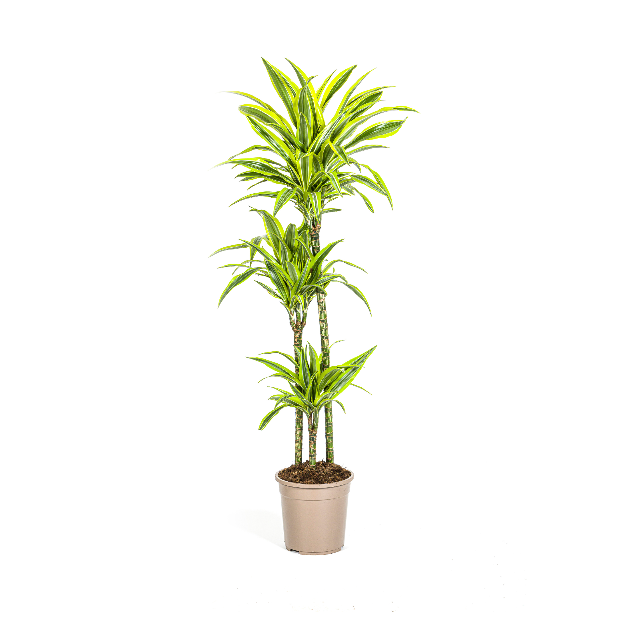 Dracaena Deremensis Lemon Lime Ø24cm en pot Ø24cm  Hauteur 130cm. Plante verte type Dracaena Deremensis Lemon Lime Ø24cm, livrée en pot, idéale pour intérieur lumineux.