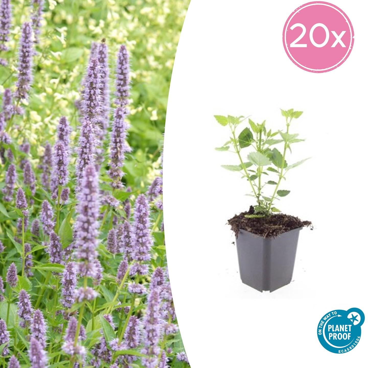 20x Agastache 'Blue Fortune' en pot Ø9cm  Hauteur 10cm. Plante verte type 20x Agastache 'Blue Fortune', livrée en pot, idéale pour intérieur lumineux.