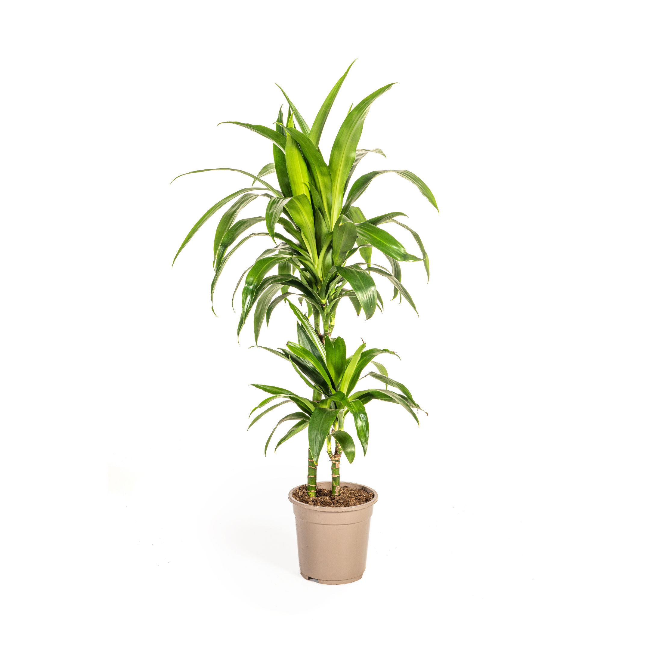 Dracaena Deremensis Lisa Ø19cm en pot Ø19cm  Hauteur 70cm. Plante verte type Dracaena Deremensis Lisa Ø19cm, livrée en pot, idéale pour intérieur lumineux.
