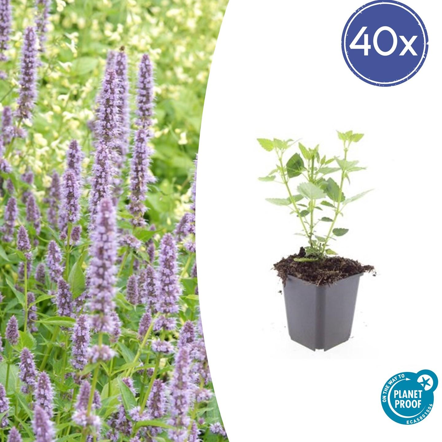 40x Agastache 'Blue Fortune' en pot Ø9cm  Hauteur 10cm. Plante verte type 40x Agastache 'Blue Fortune', livrée en pot, idéale pour intérieur lumineux.