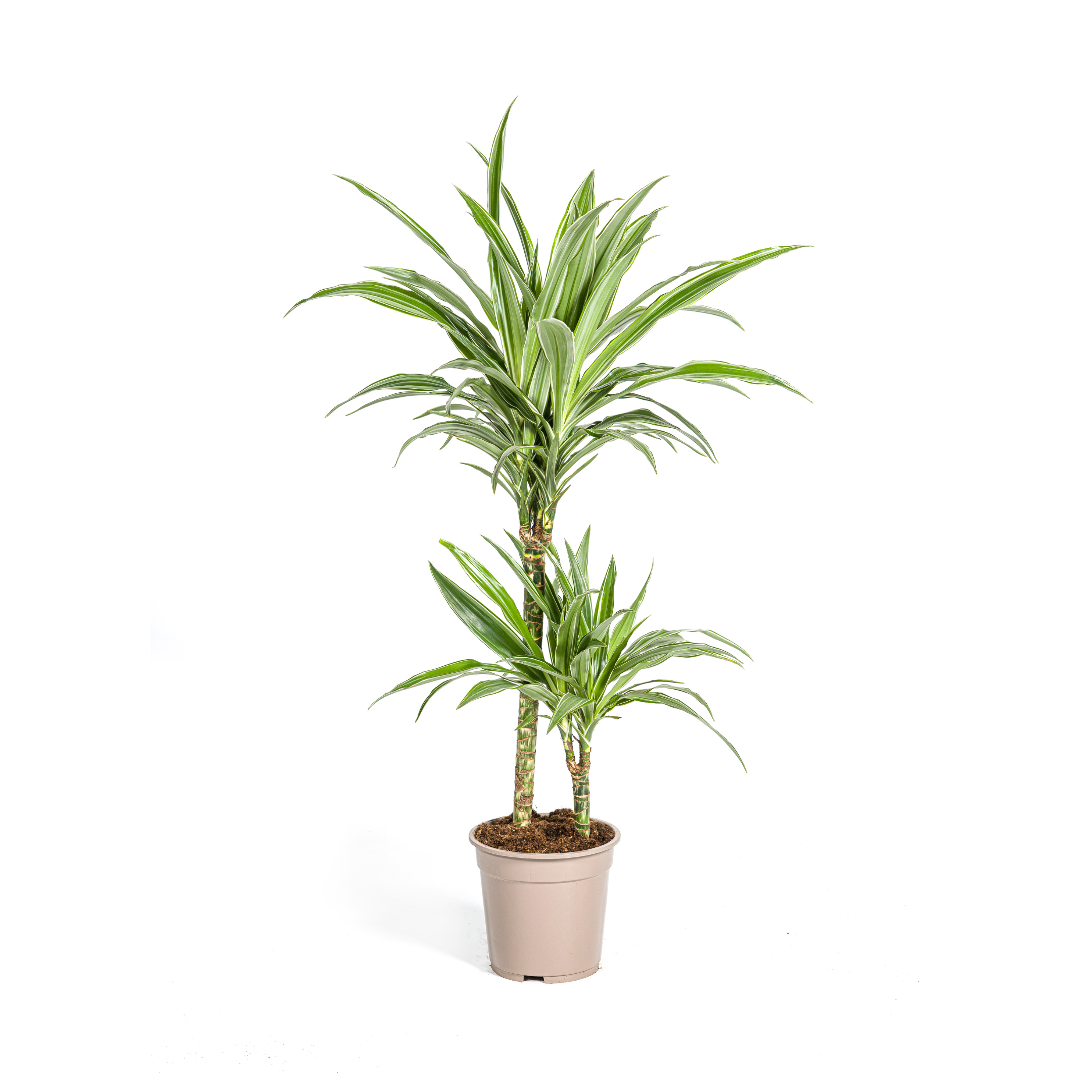Dracaena Deremensis White Stripe Ø19cm en pot Ø19cm  Hauteur 70cm. Plante verte type Dracaena Deremensis White Stripe Ø19cm, livrée en pot, idéale pour intérieur lumineux.