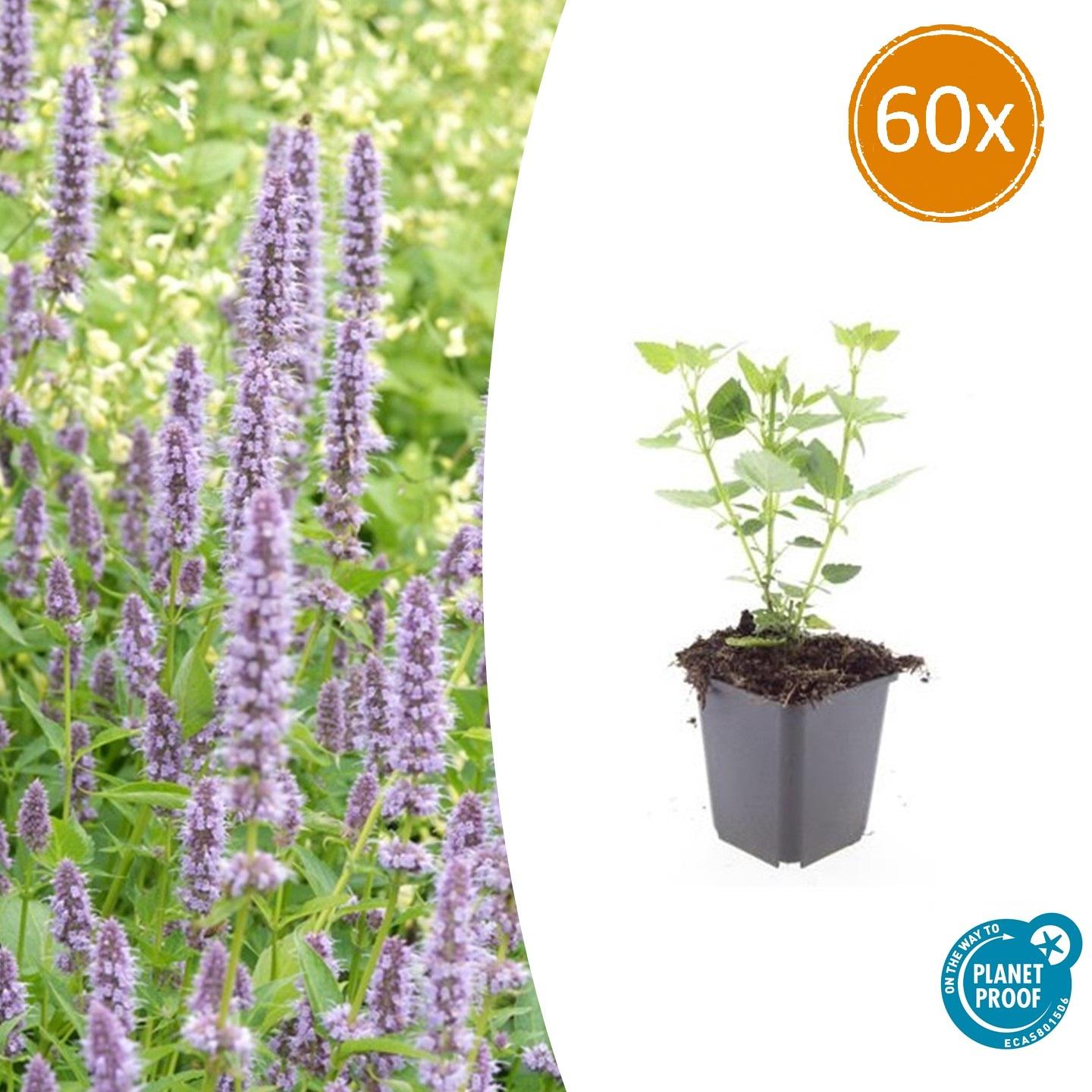60x Agastache 'Blue Fortune' en pot Ø9cm  Hauteur 10cm. Plante verte type 60x Agastache 'Blue Fortune', livrée en pot, idéale pour intérieur lumineux.