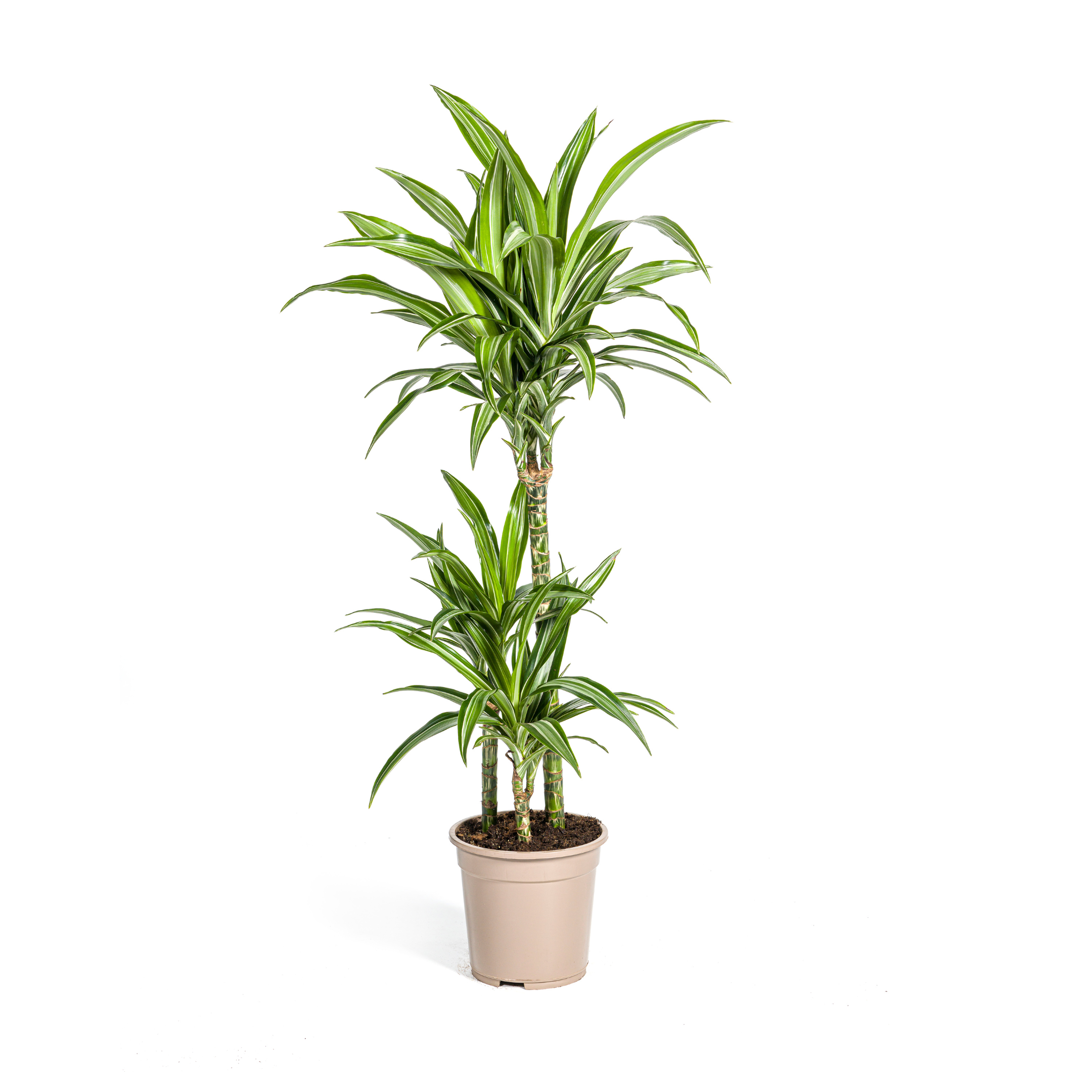 Dracaena Deremensis White Stripe Ø21cm en pot Ø21cm  Hauteur 90cm. Plante verte type Dracaena Deremensis White Stripe Ø21cm, livrée en pot, idéale pour intérieur lumineux.