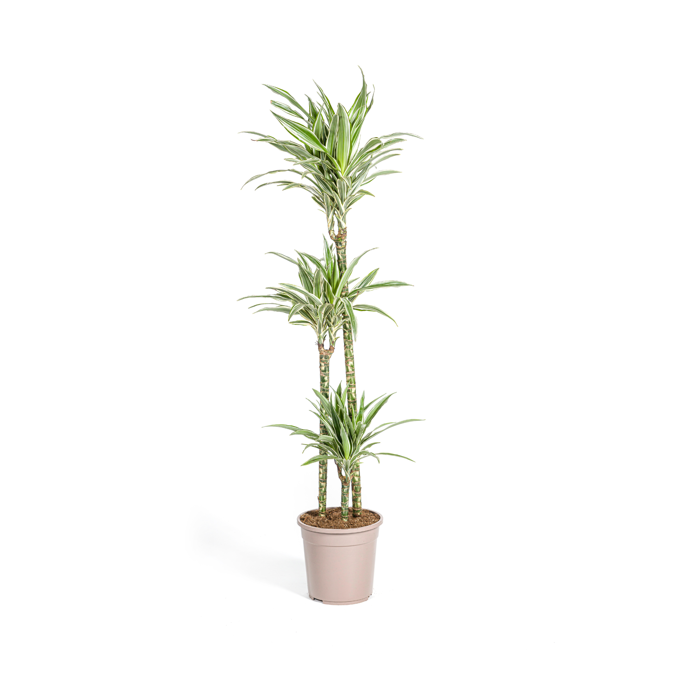 Dracaena Deremensis White Stripe Ø24cm en pot Ø24cm  Hauteur 130cm. Plante verte type Dracaena Deremensis White Stripe Ø24cm, livrée en pot, idéale pour intérieur lumineux.