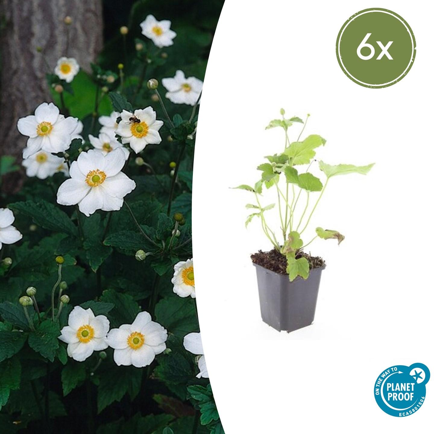 6x Anemone hyb. 'Honorine Jobert' en pot Ø9cm  Hauteur 10cm. Plante verte type 6x Anemone hyb. 'Honorine Jobert', livrée en pot, idéale pour intérieur lumineux.
