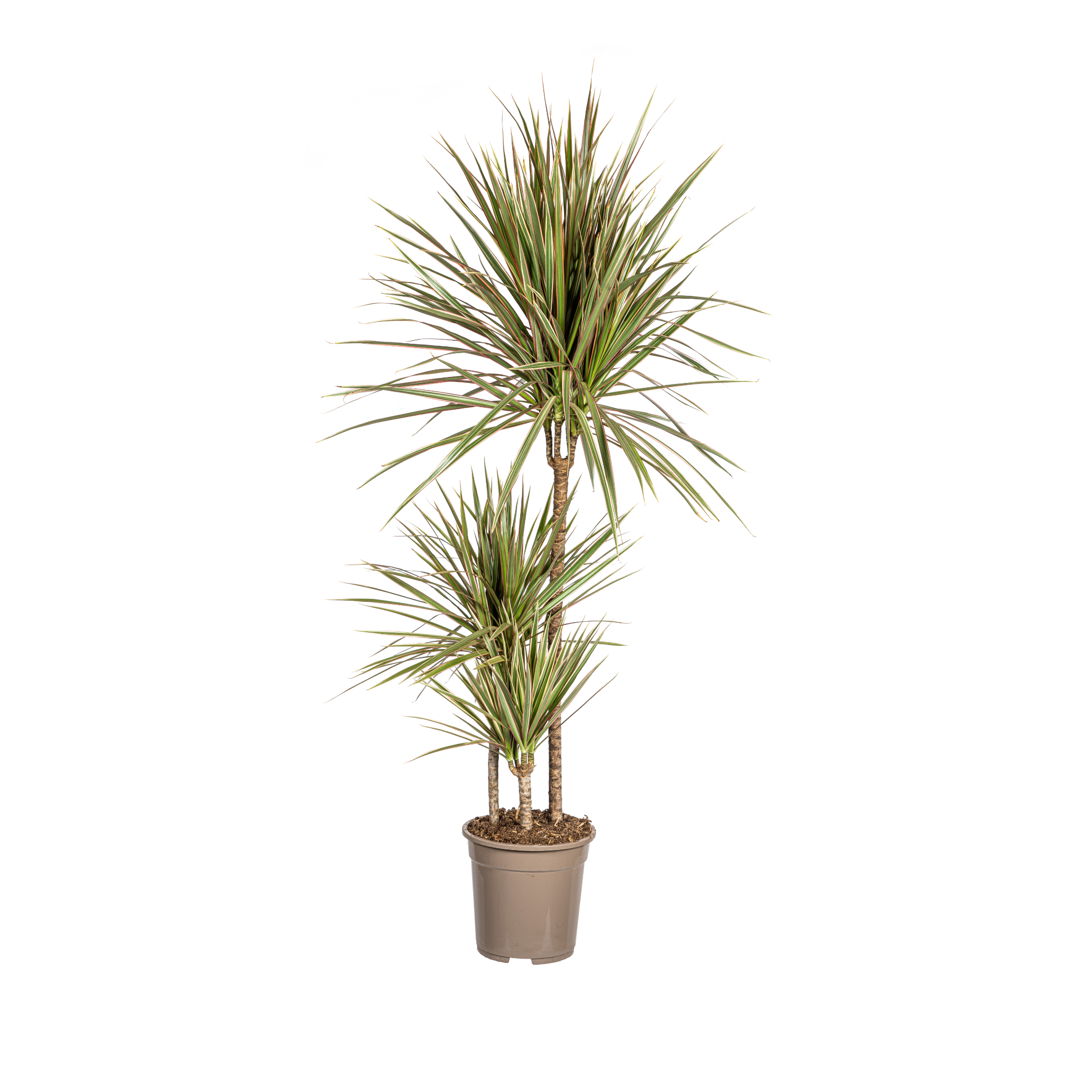 Dracaena Marginata Bicolor Ø21cm en pot Ø21cm  Hauteur 110cm. Plante verte type Dracaena Marginata Bicolor Ø21cm, livrée en pot, idéale pour intérieur lumineux.
