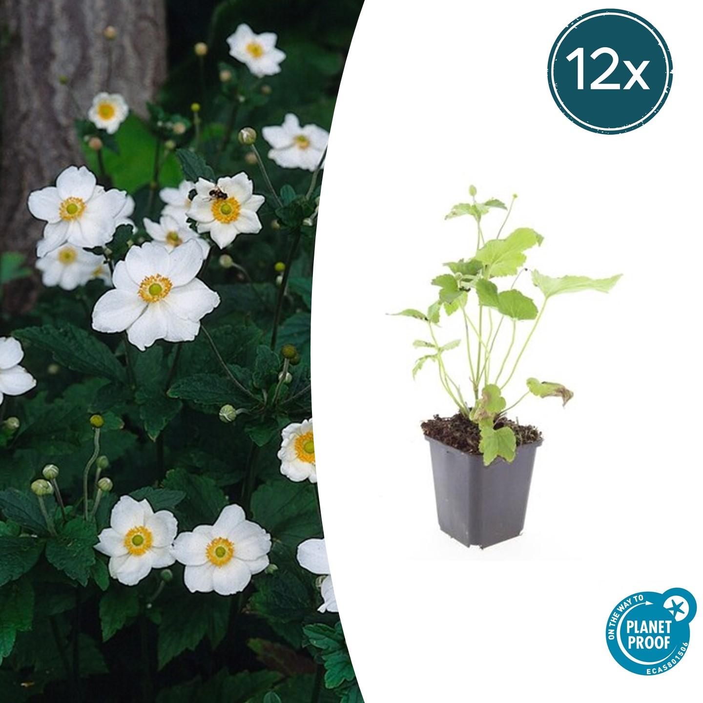12x Anemone hyb. 'Honorine Jobert' en pot Ø9cm  Hauteur 10cm. Plante verte type 12x Anemone hyb. 'Honorine Jobert', livrée en pot, idéale pour intérieur lumineux.