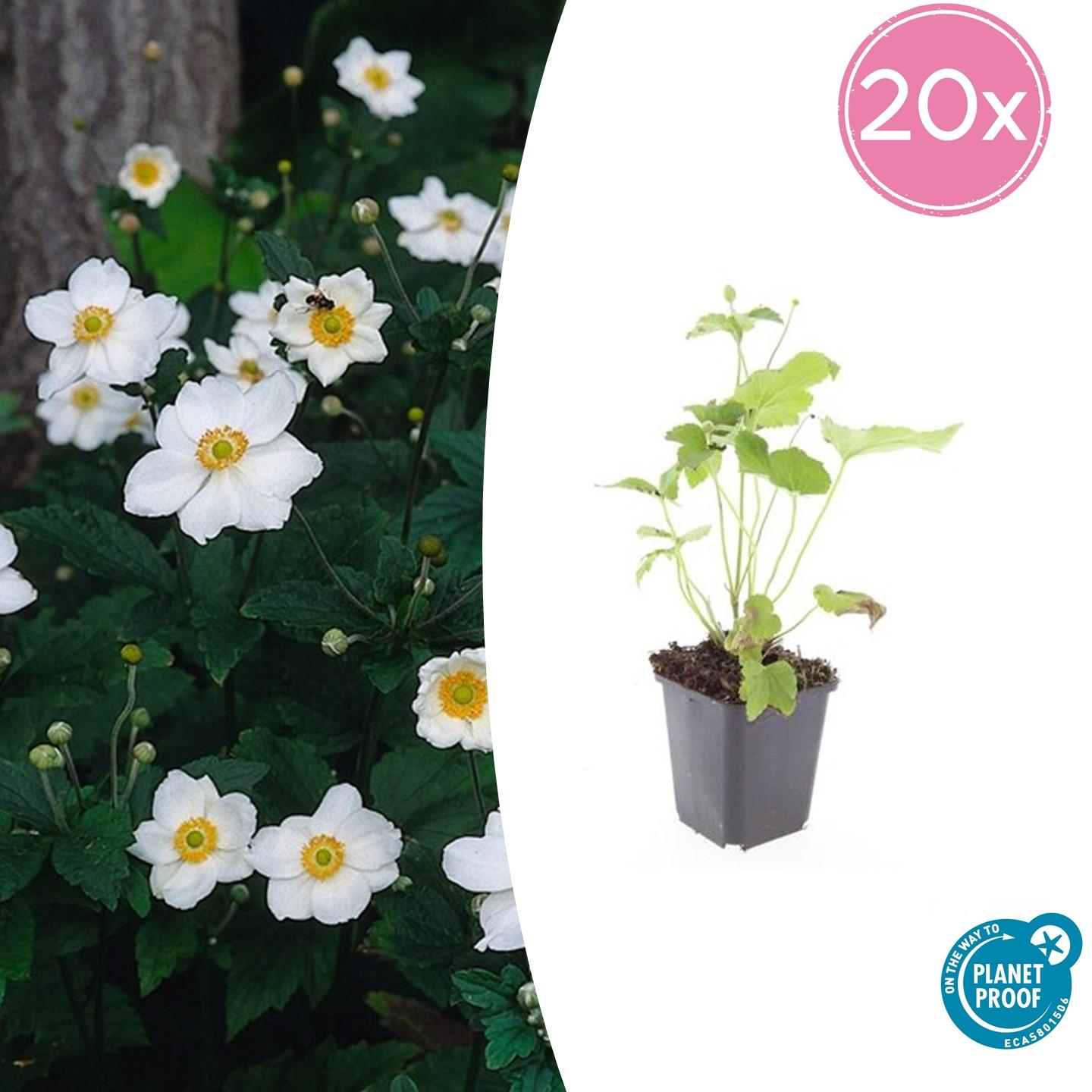 20x Anemone hyb. 'Honorine Jobert' en pot Ø9cm  Hauteur 10cm. Plante verte type 20x Anemone hyb. 'Honorine Jobert', livrée en pot, idéale pour intérieur lumineux.