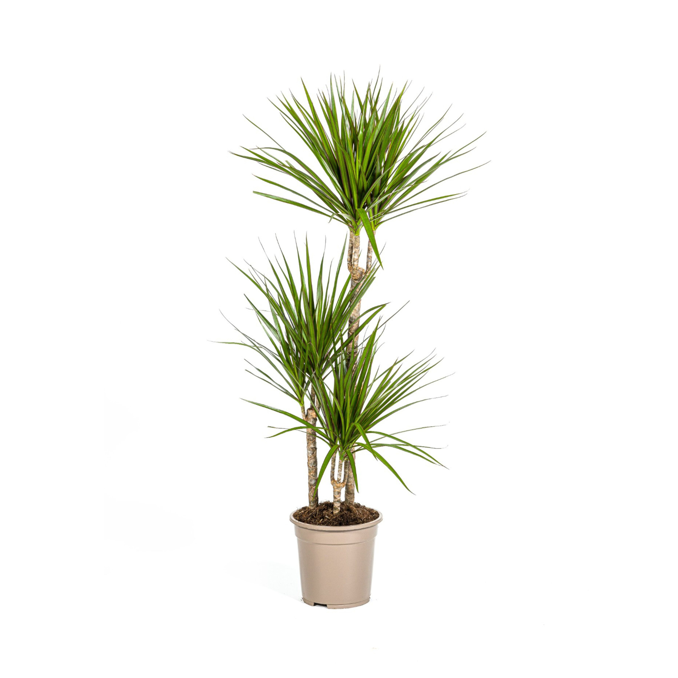 Dracaena Marginata Green Ø21cm en pot Ø21cm  Hauteur 110cm. Plante verte type Dracaena Marginata Green Ø21cm, livrée en pot, idéale pour intérieur lumineux.