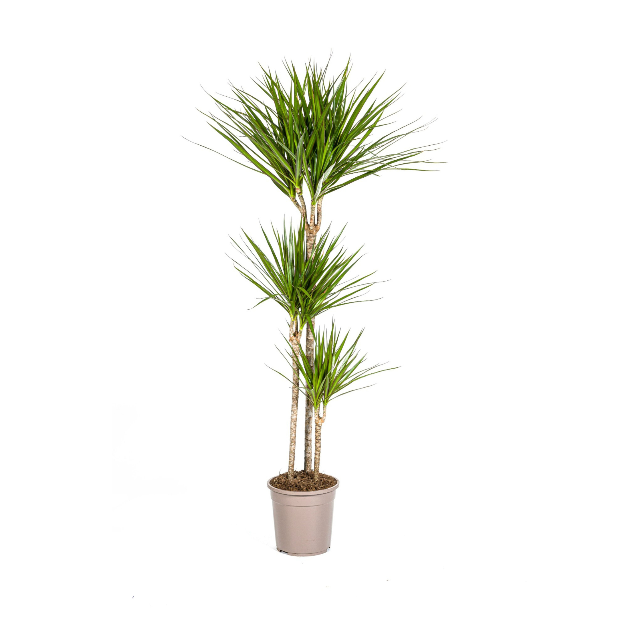 Dracaena Marginata Green Ø24cm en pot Ø24cm  Hauteur 130cm. Plante verte type Dracaena Marginata Green Ø24cm, livrée en pot, idéale pour intérieur lumineux.