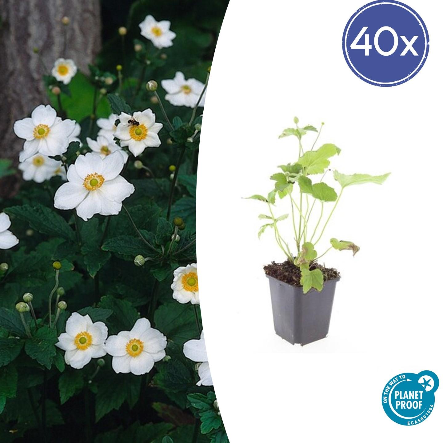 40x Anemone hyb. 'Honorine Jobert' en pot Ø9cm  Hauteur 10cm. Plante verte type 40x Anemone hyb. 'Honorine Jobert', livrée en pot, idéale pour intérieur lumineux.