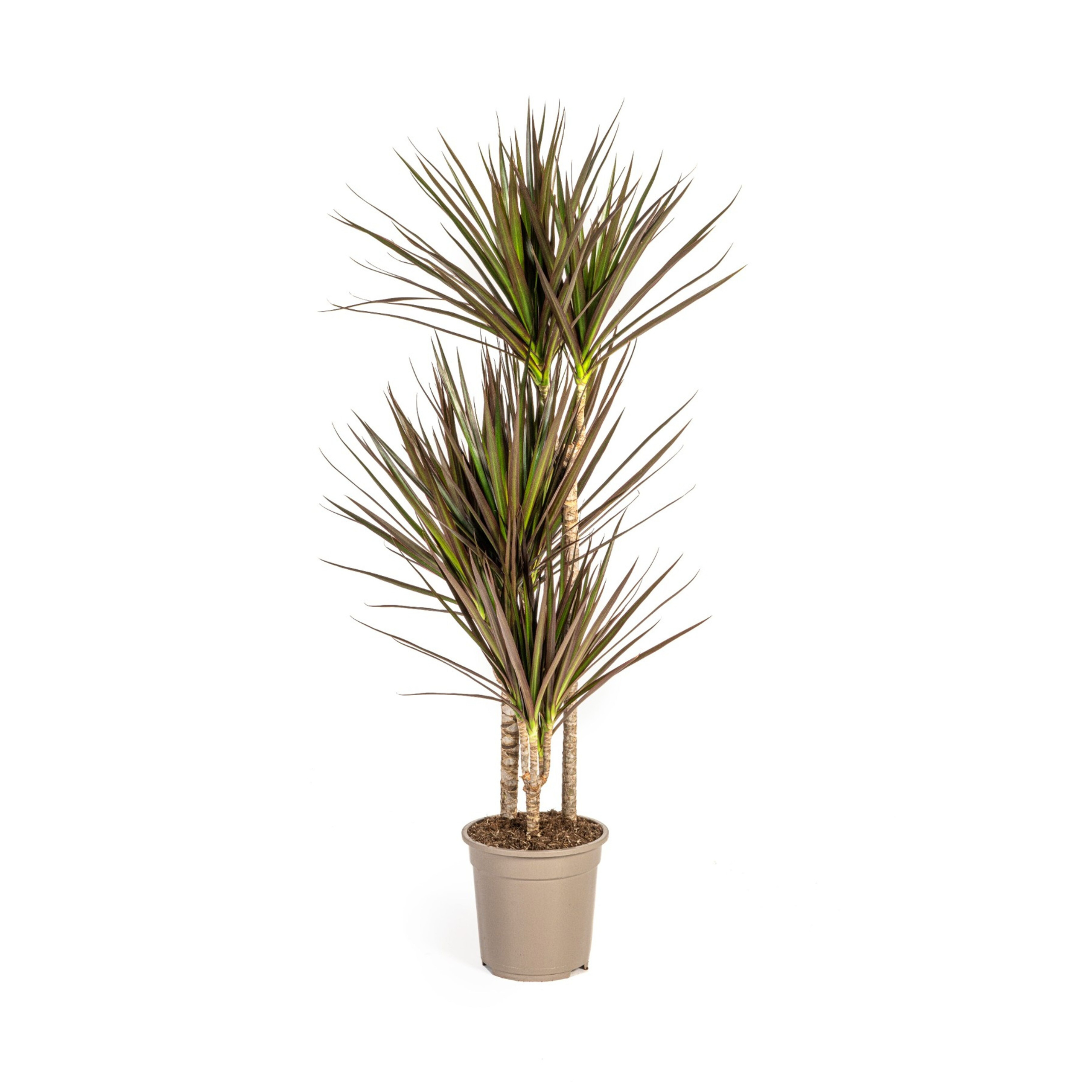 Dracaena Marginata Magenta Ø21cm en pot Ø21cm  Hauteur 110cm. Plante verte type Dracaena Marginata Magenta Ø21cm, livrée en pot, idéale pour intérieur lumineux.