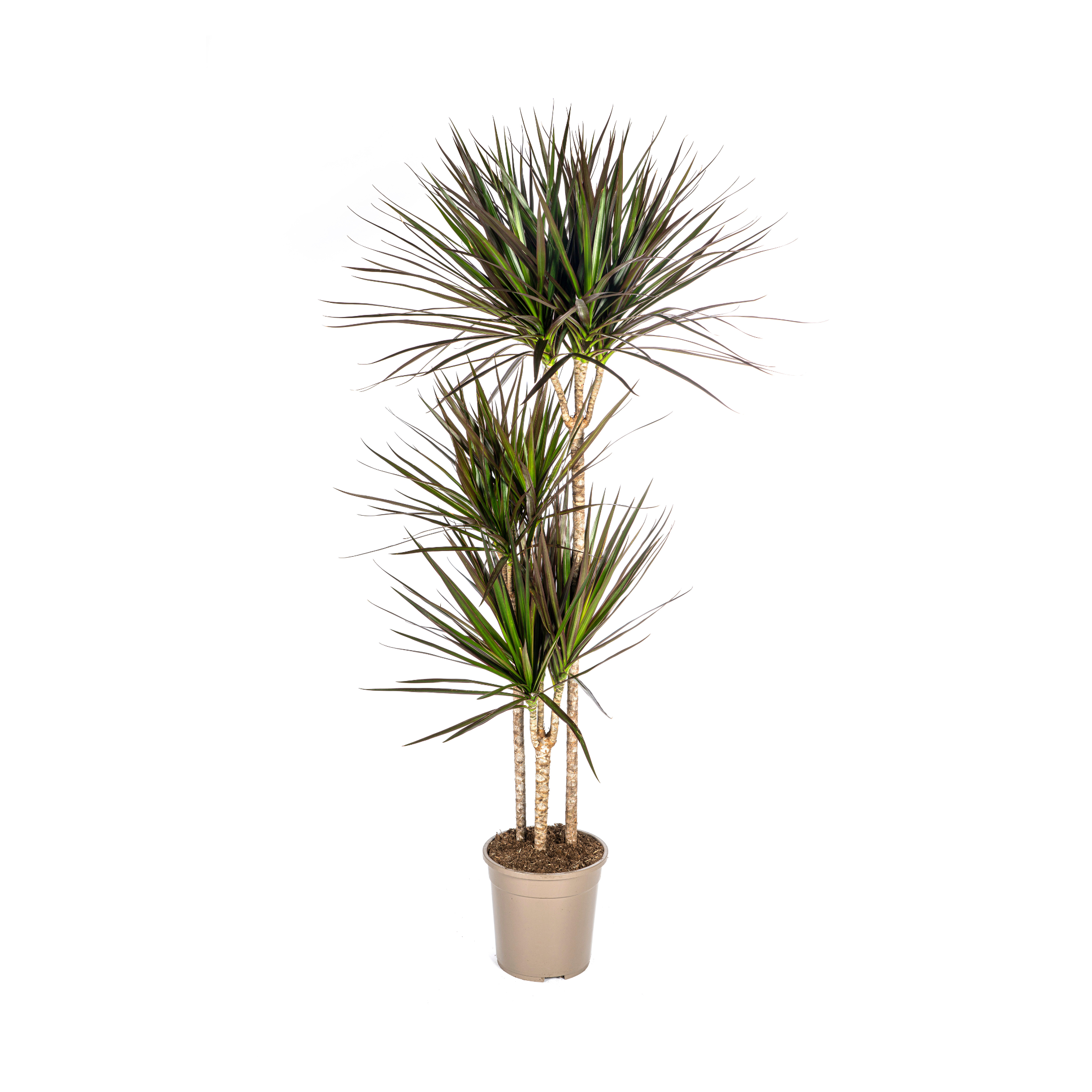 Dracaena Marginata Magenta Ø24cm en pot Ø24cm  Hauteur 130cm. Plante verte type Dracaena Marginata Magenta Ø24cm, livrée en pot, idéale pour intérieur lumineux.
