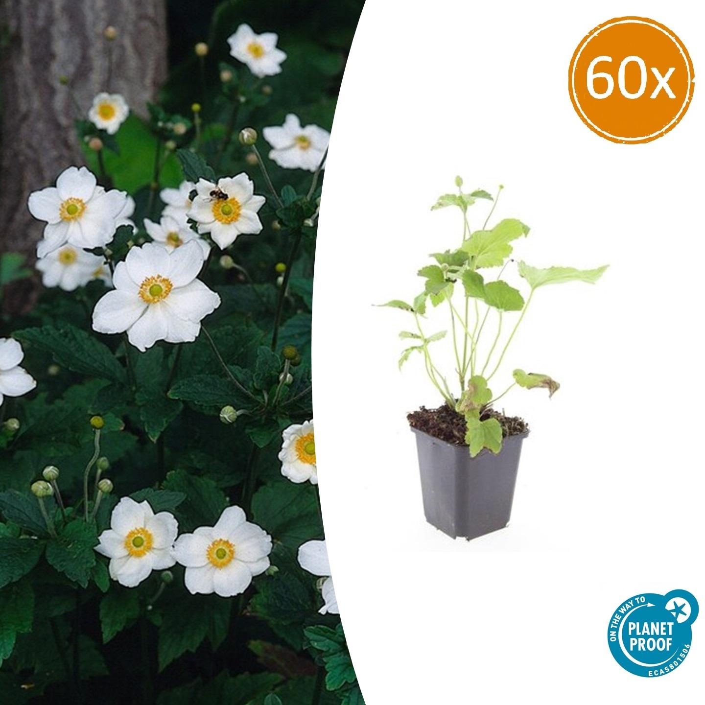 60x Anemone hyb. 'Honorine Jobert' en pot Ø9cm  Hauteur 10cm. Plante verte type 60x Anemone hyb. 'Honorine Jobert', livrée en pot, idéale pour intérieur lumineux.